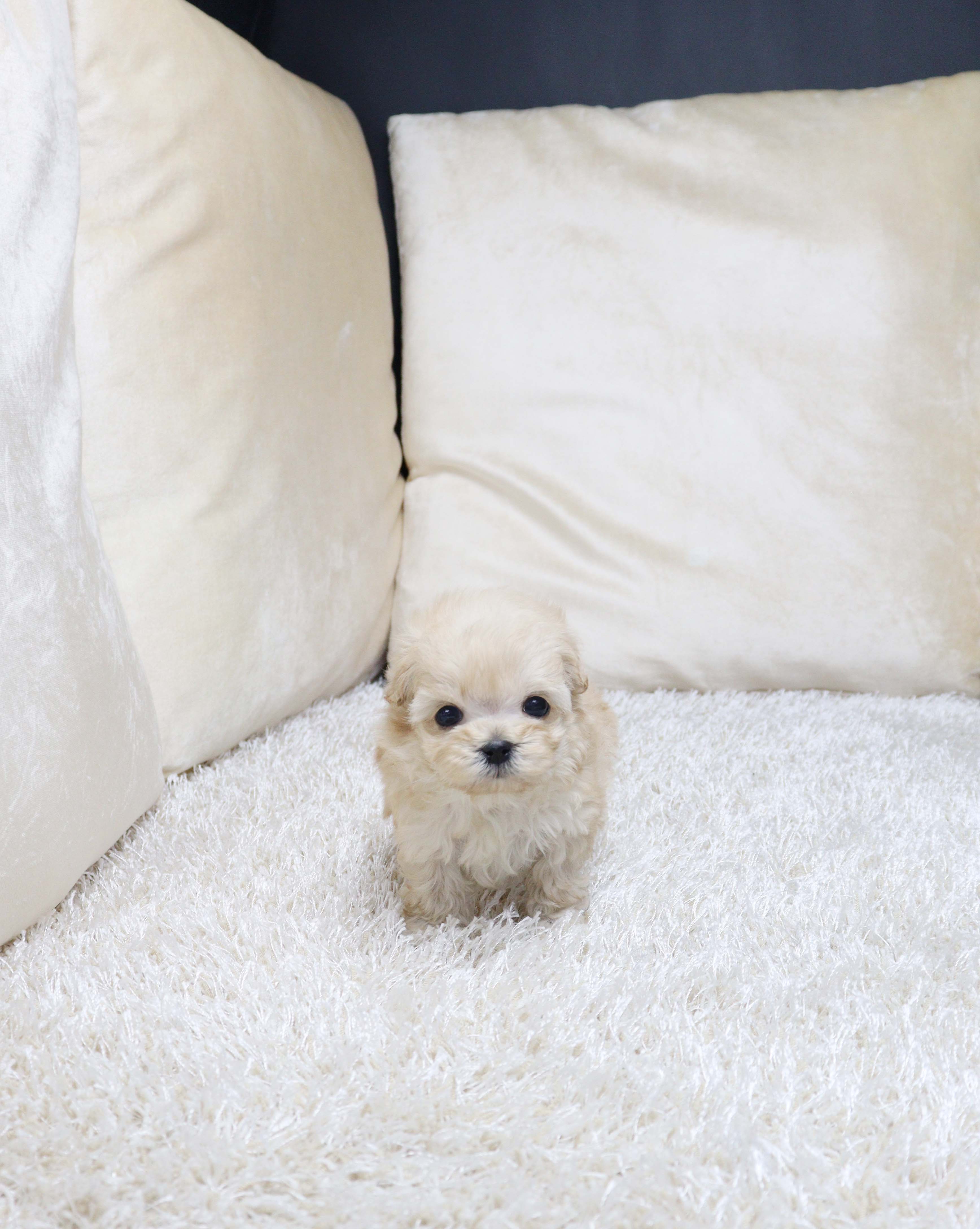 안산펫샵 말티푸 "오콩"