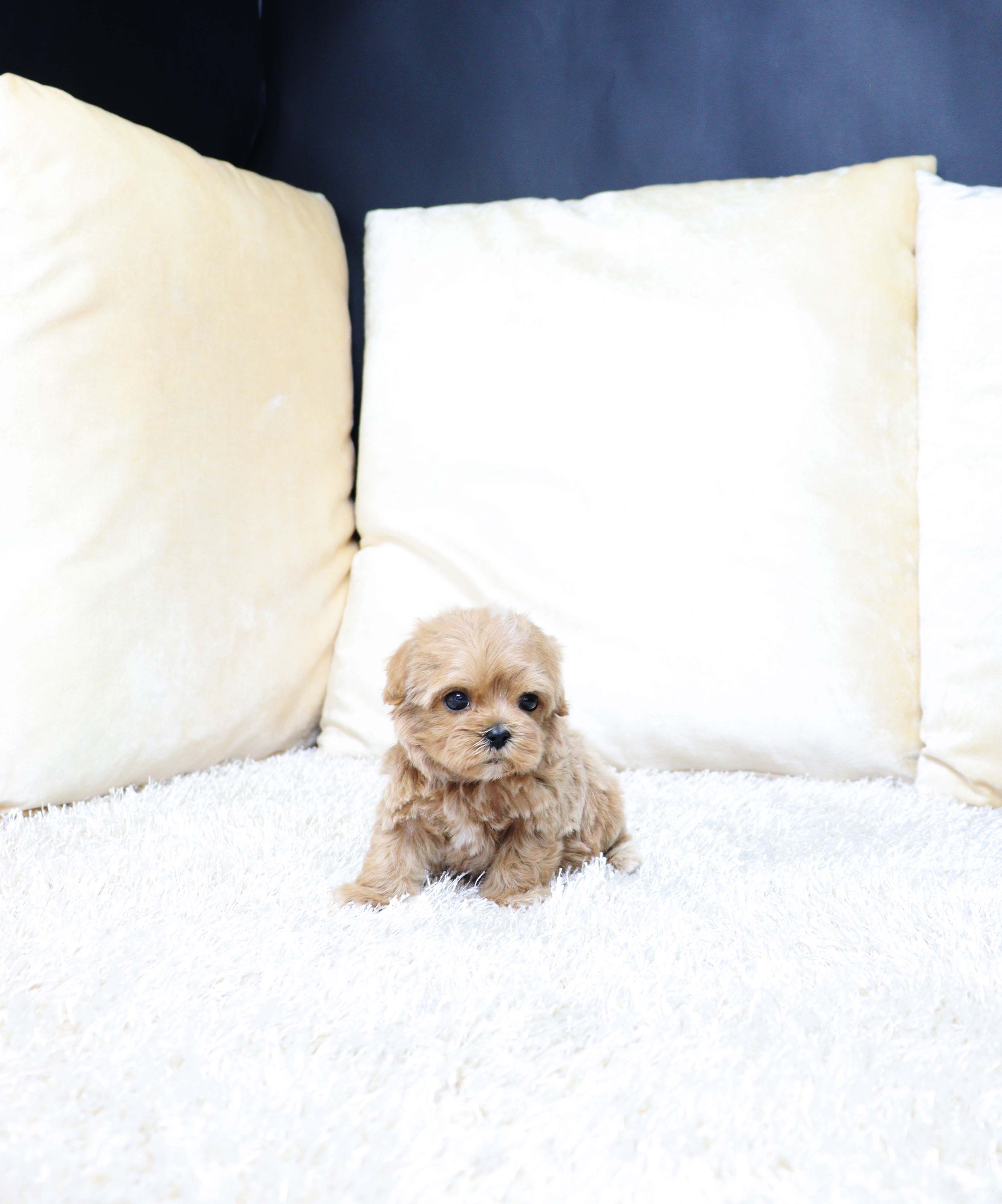 안산펫샵 말티푸 얼띄