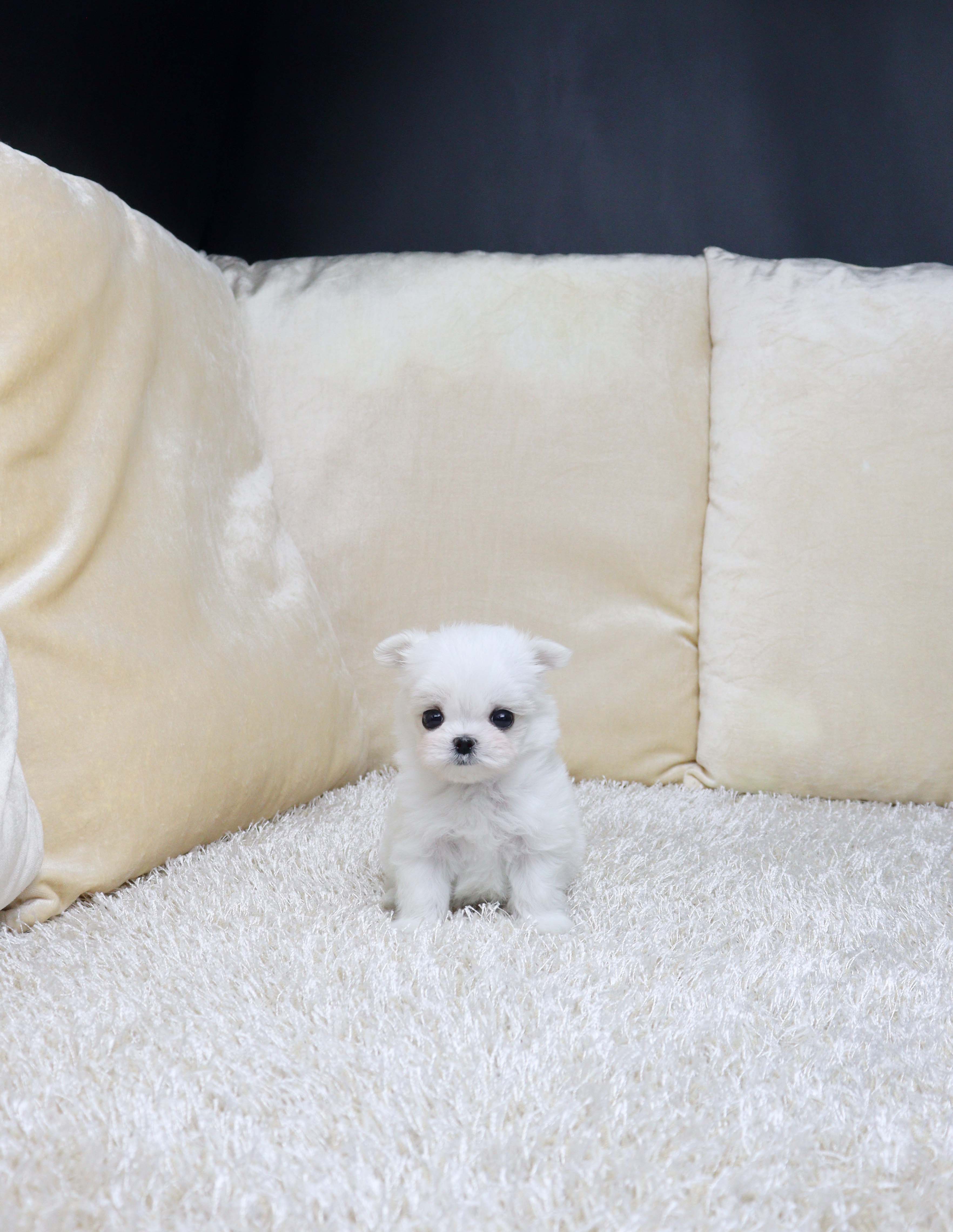 안산펫샵 말티즈 히라