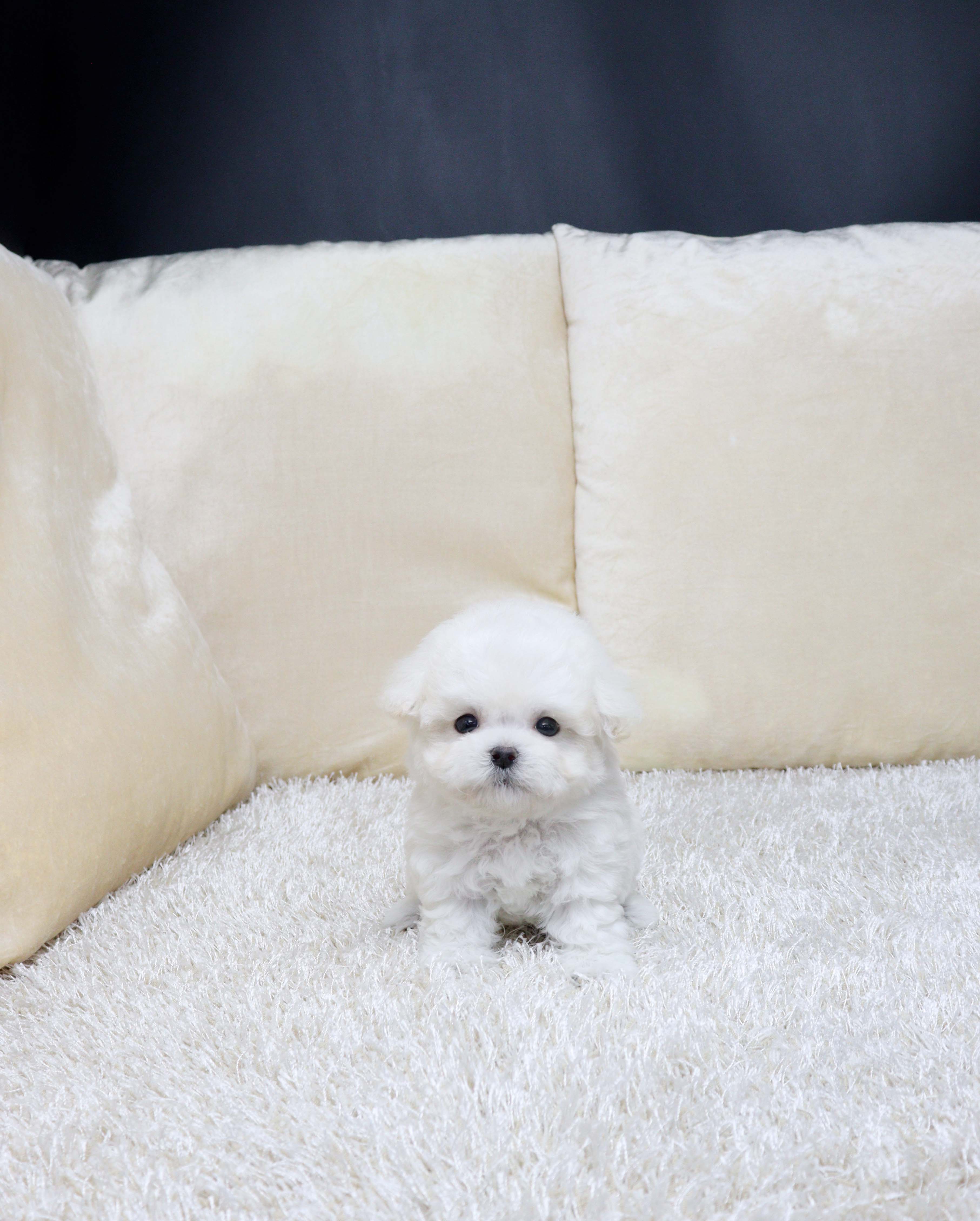 안산펫샵 비숑프리제 만동