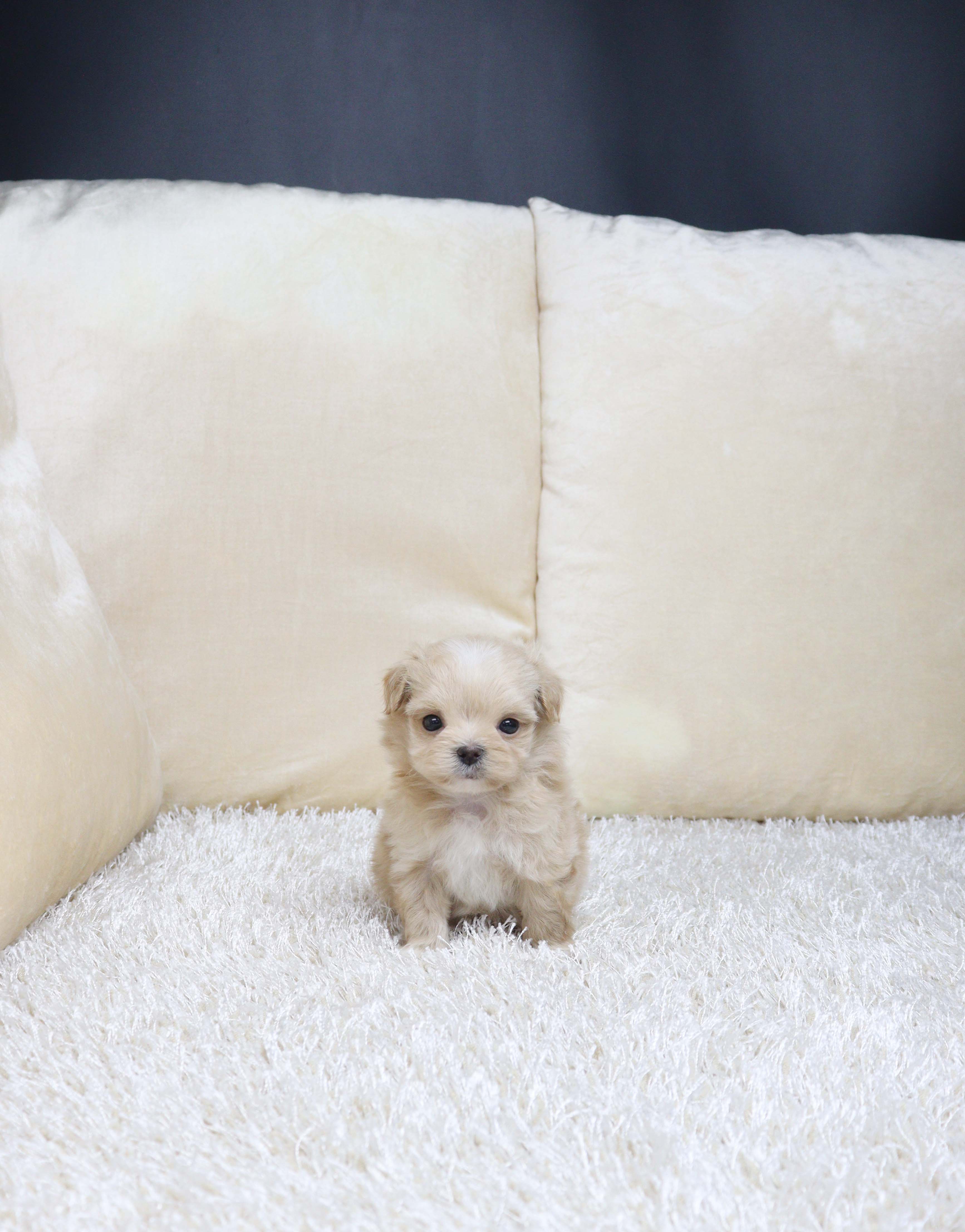 안산펫샵 말티푸 뮤올