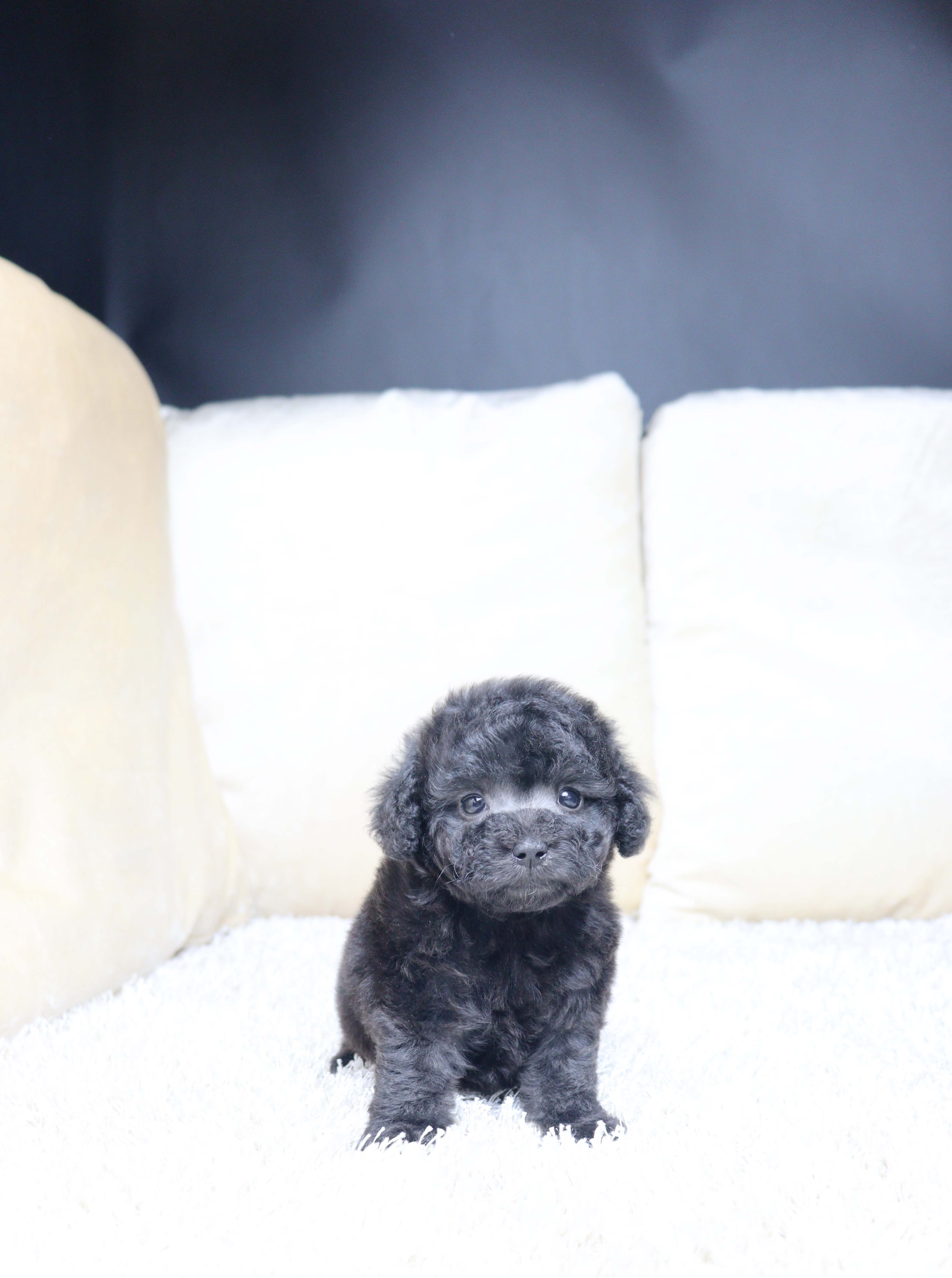 안산펫샵 실버푸들 봄동