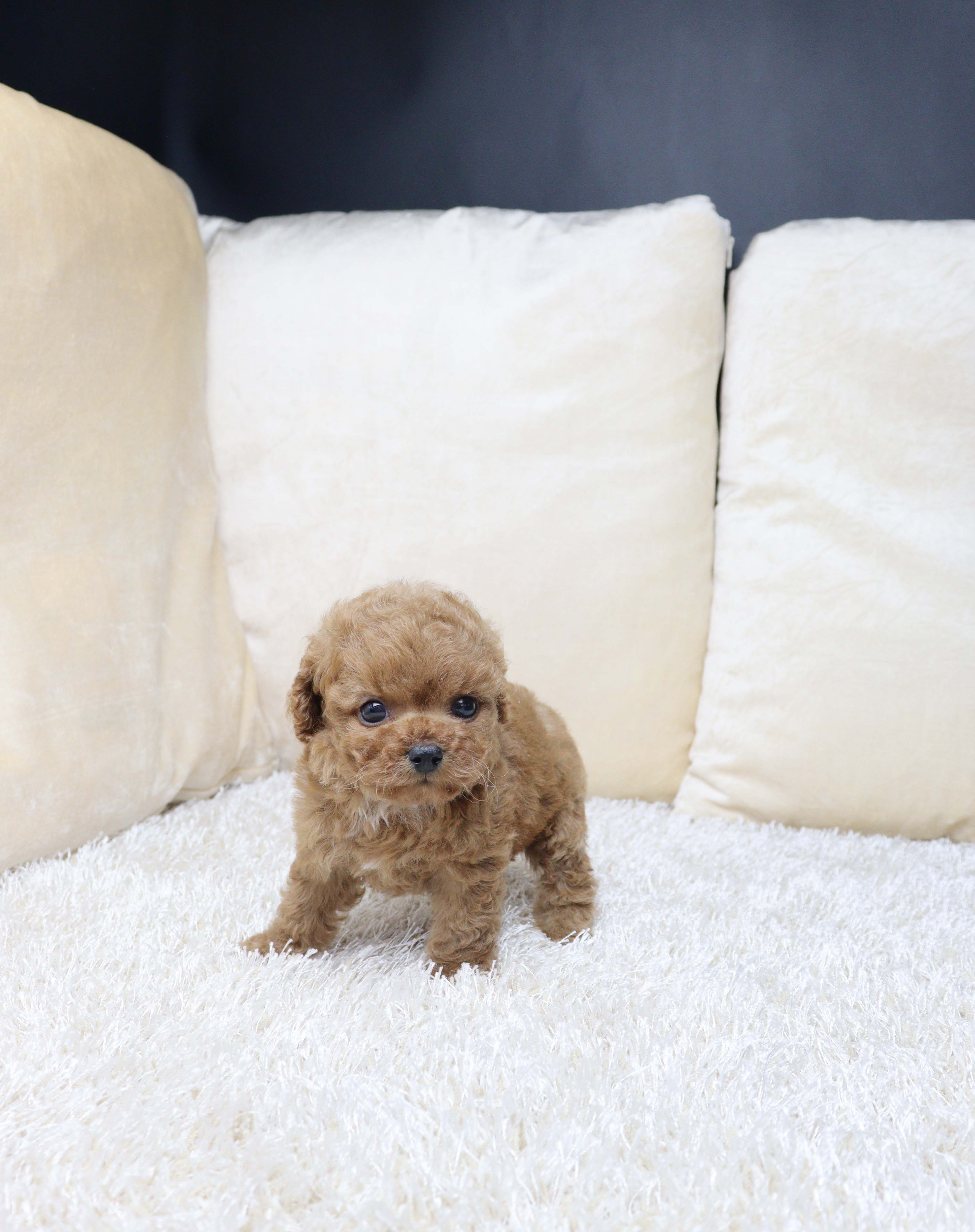 안산펫샵 푸들 사쯔