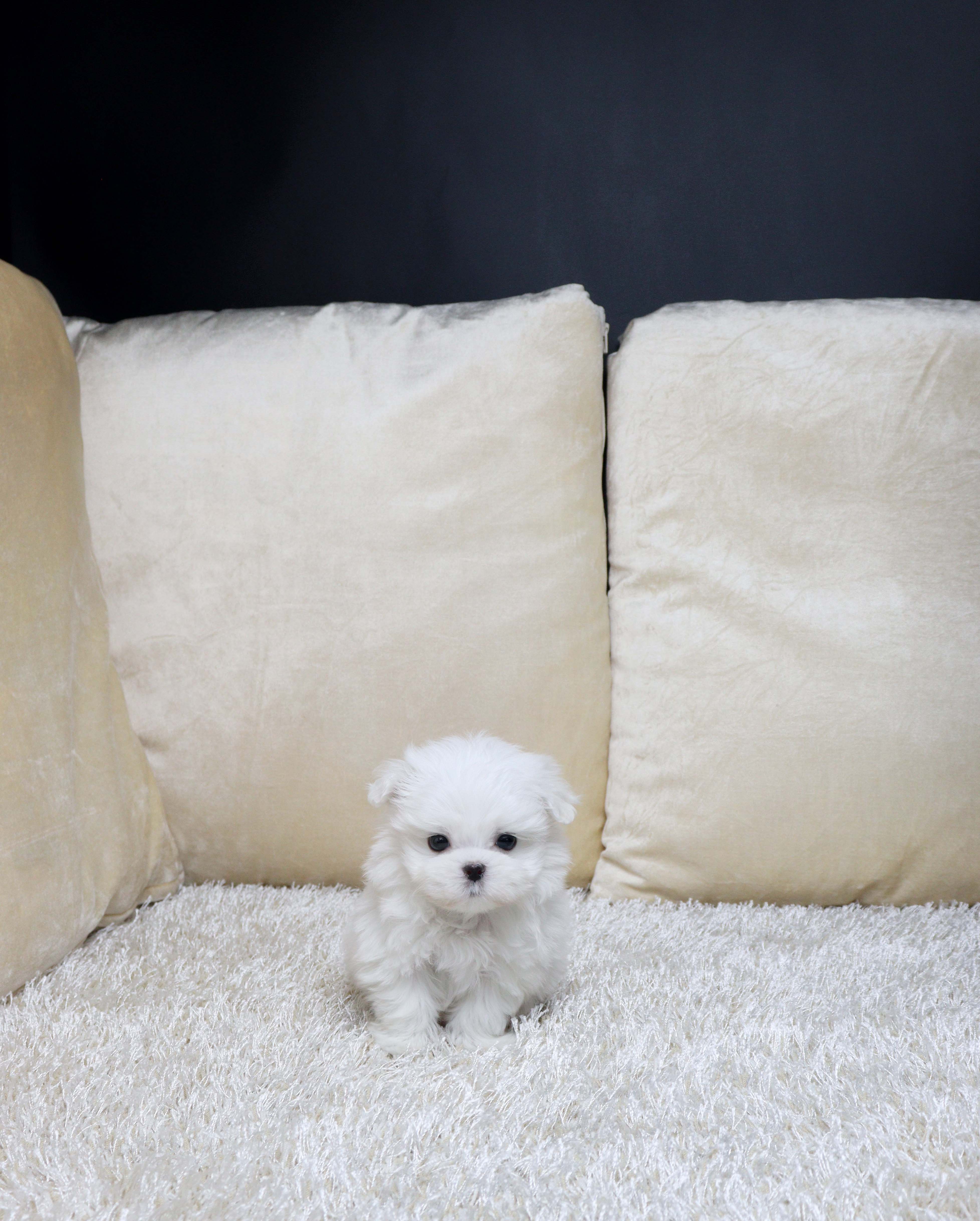 안산펫샵 말티즈 도램