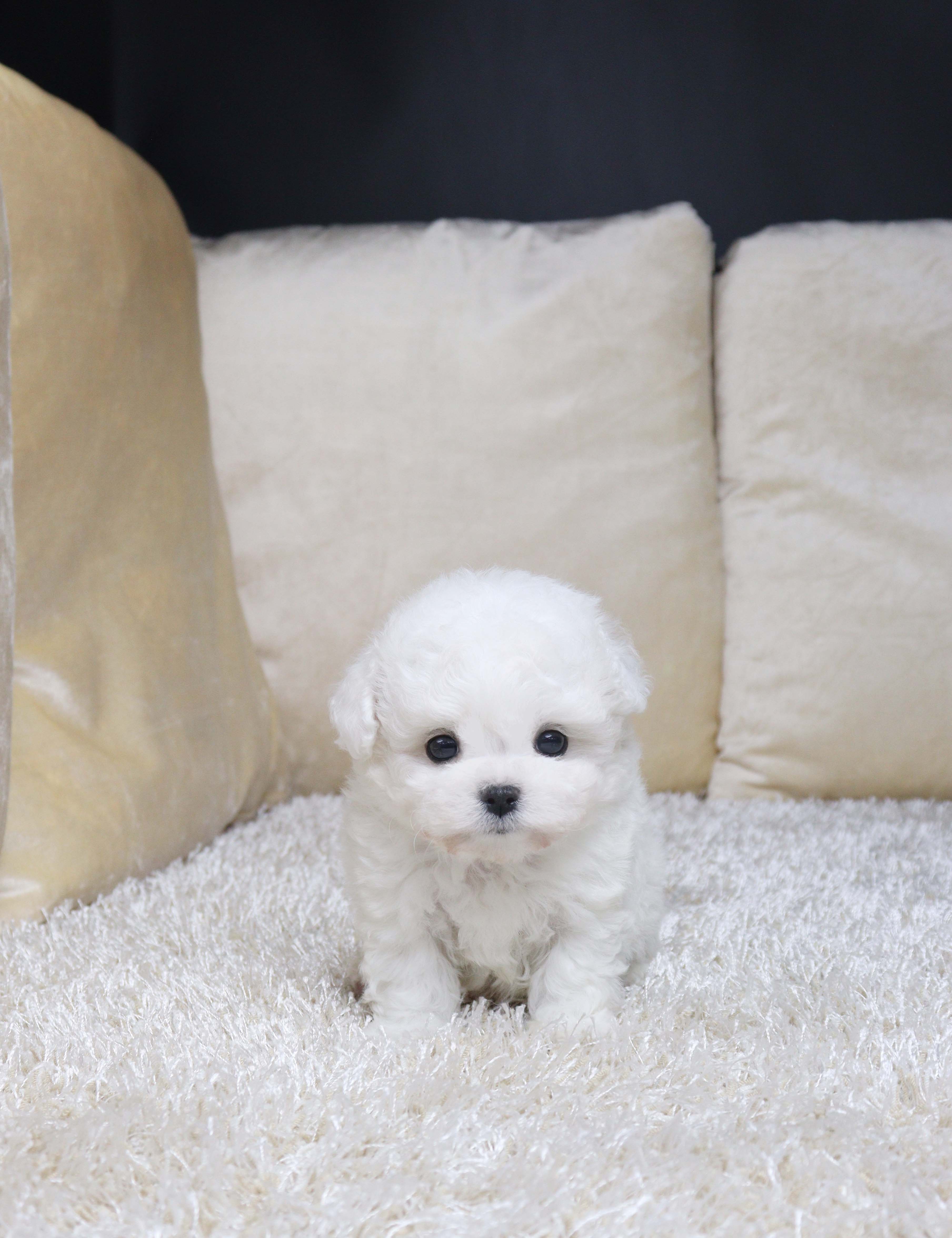 안산펫샵 비숑프리제 파루