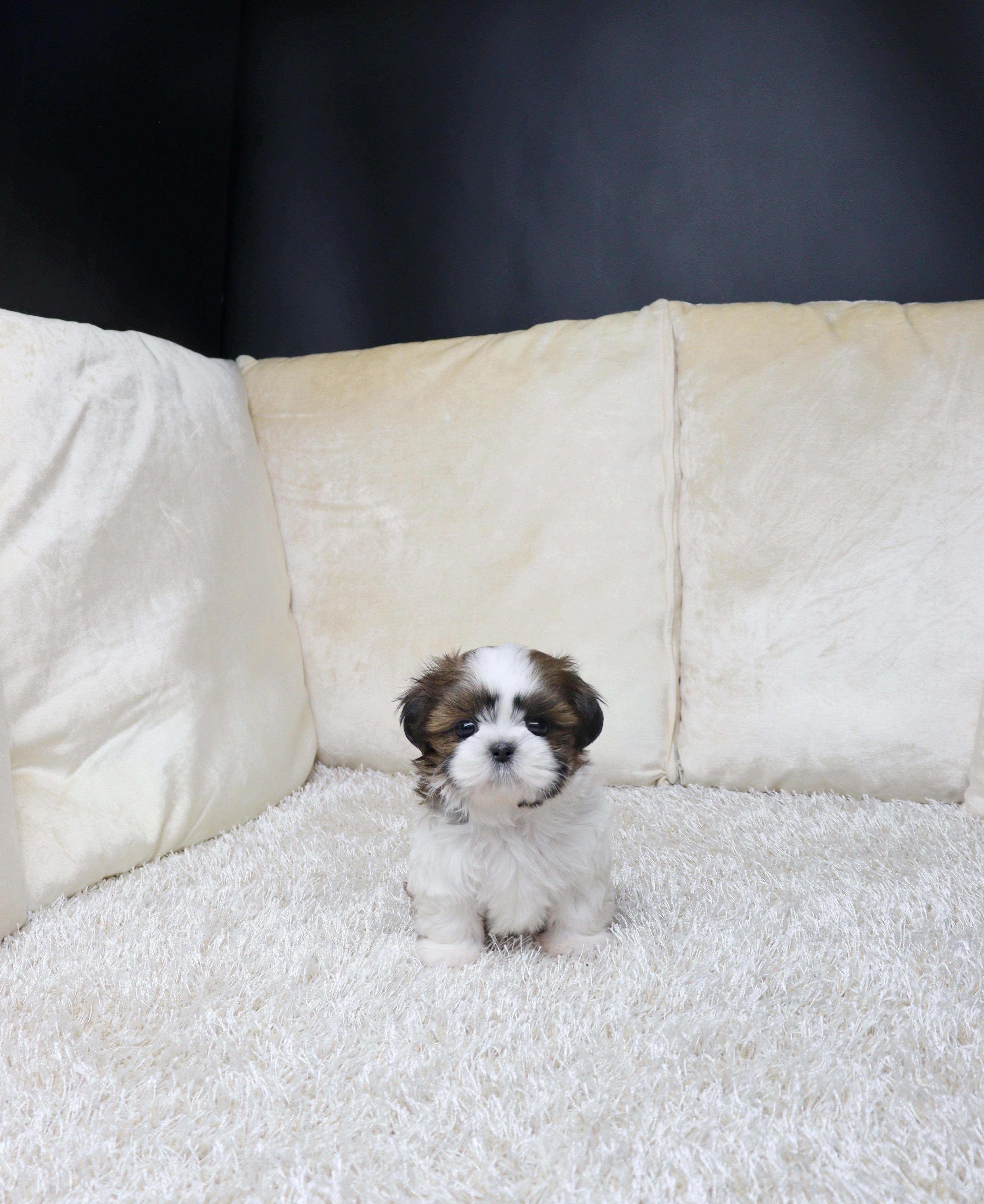 안산애견샵 시츄 알딱 