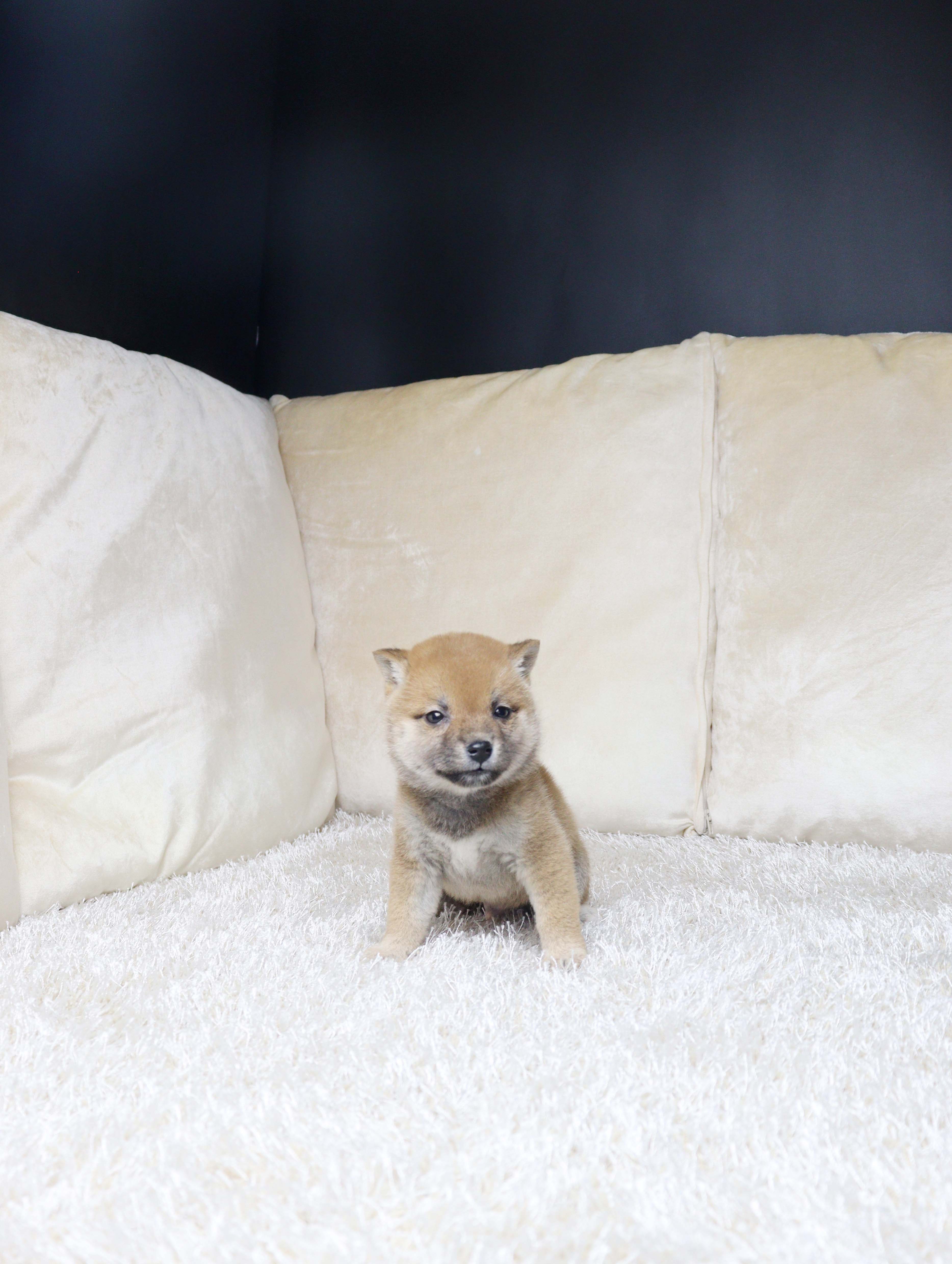 안산애견샵 시바 옹뚱