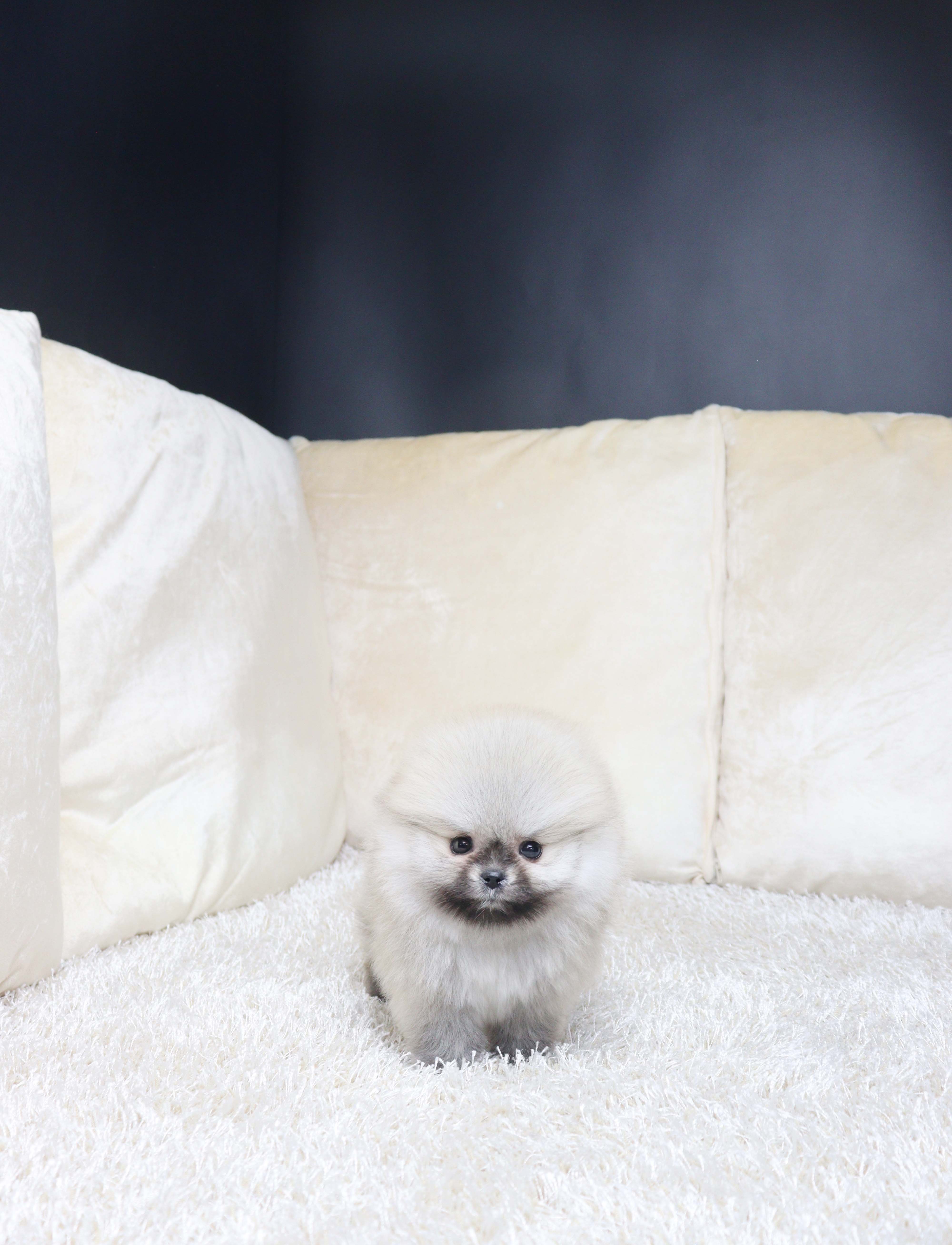 안산애견샵 포메라니안 호롱