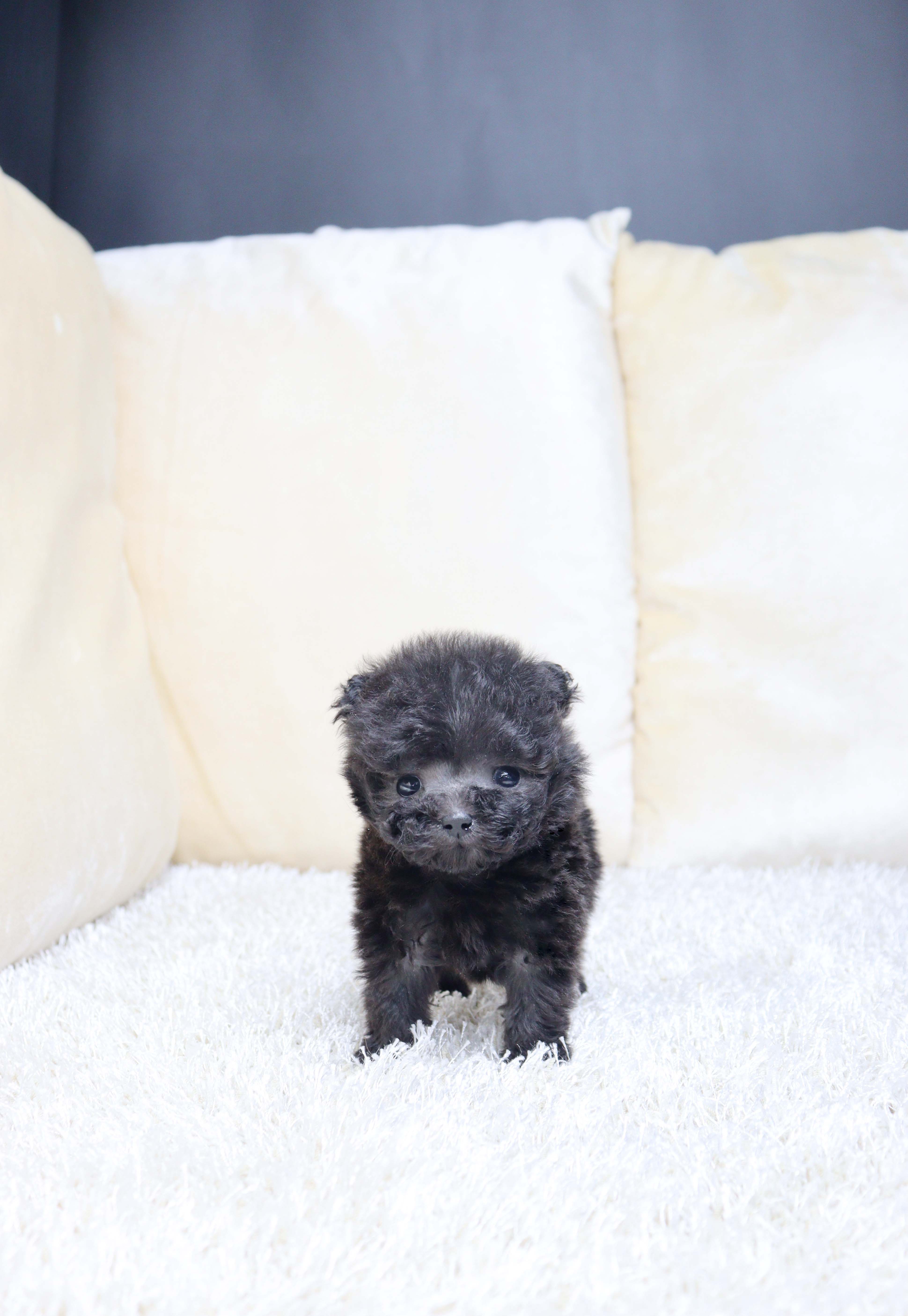 안산강아지분양 실버푸들 은둘