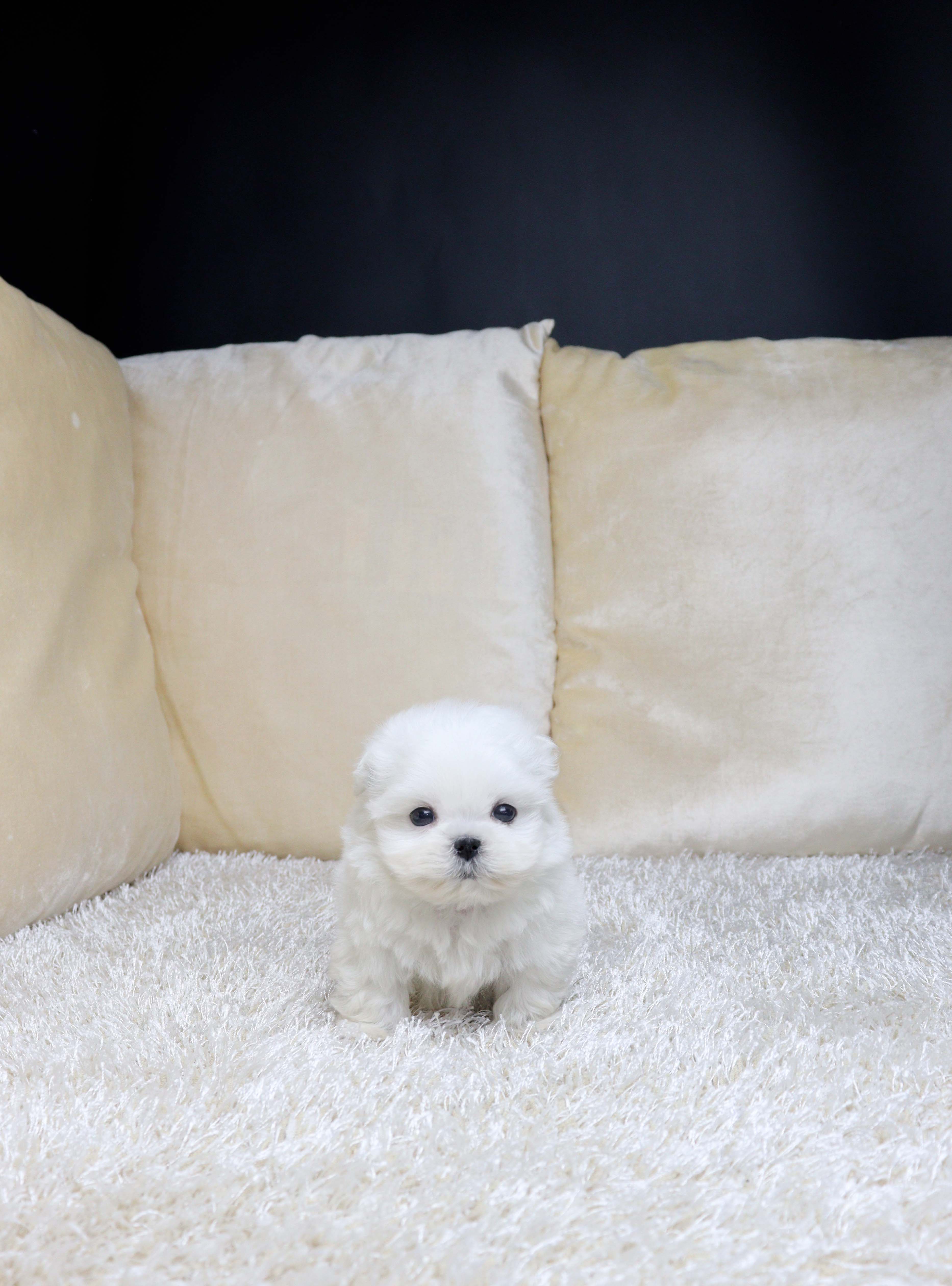 안산강아지분양 말티즈 보몽