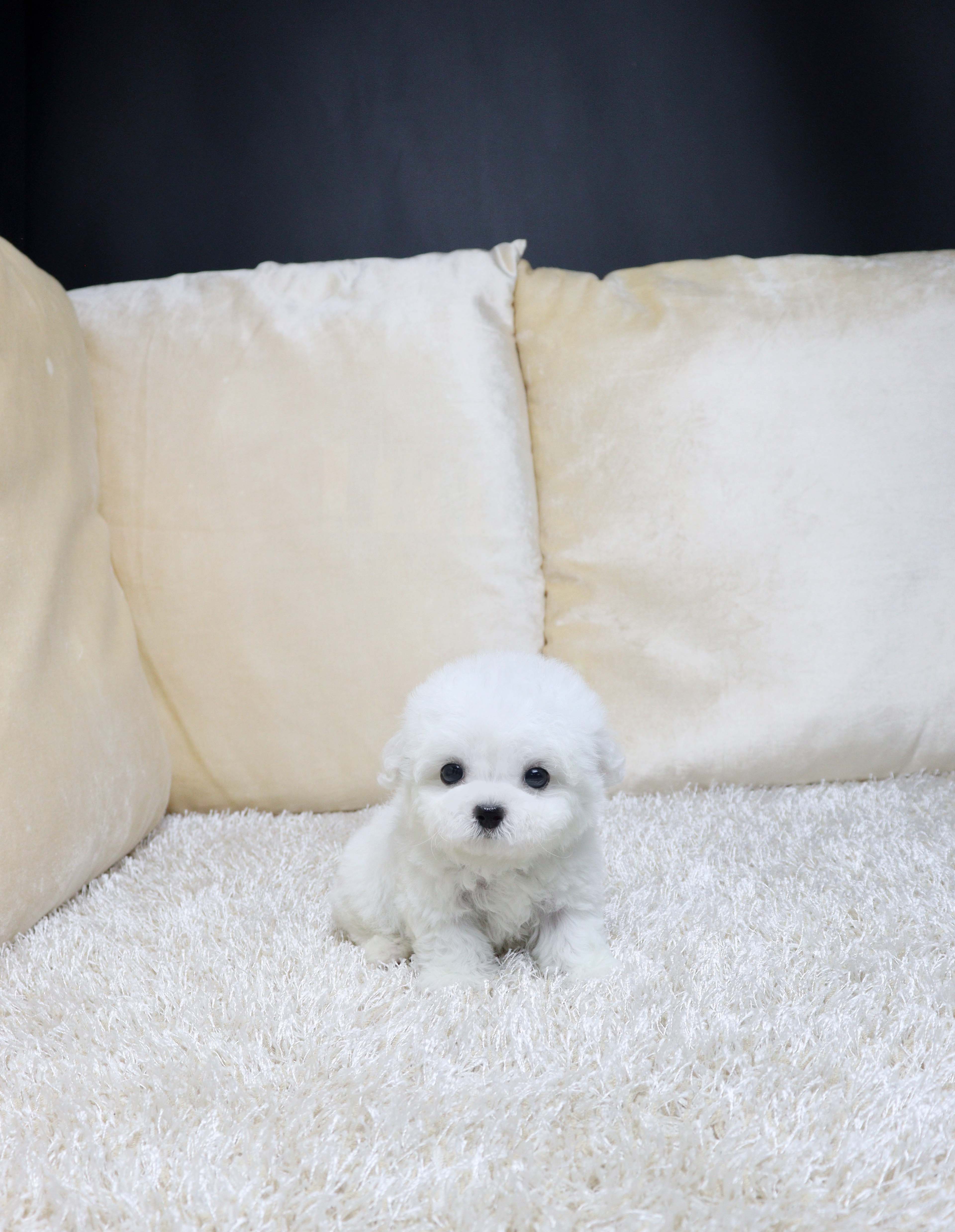 안산강아지분양 비숑프리제 논농