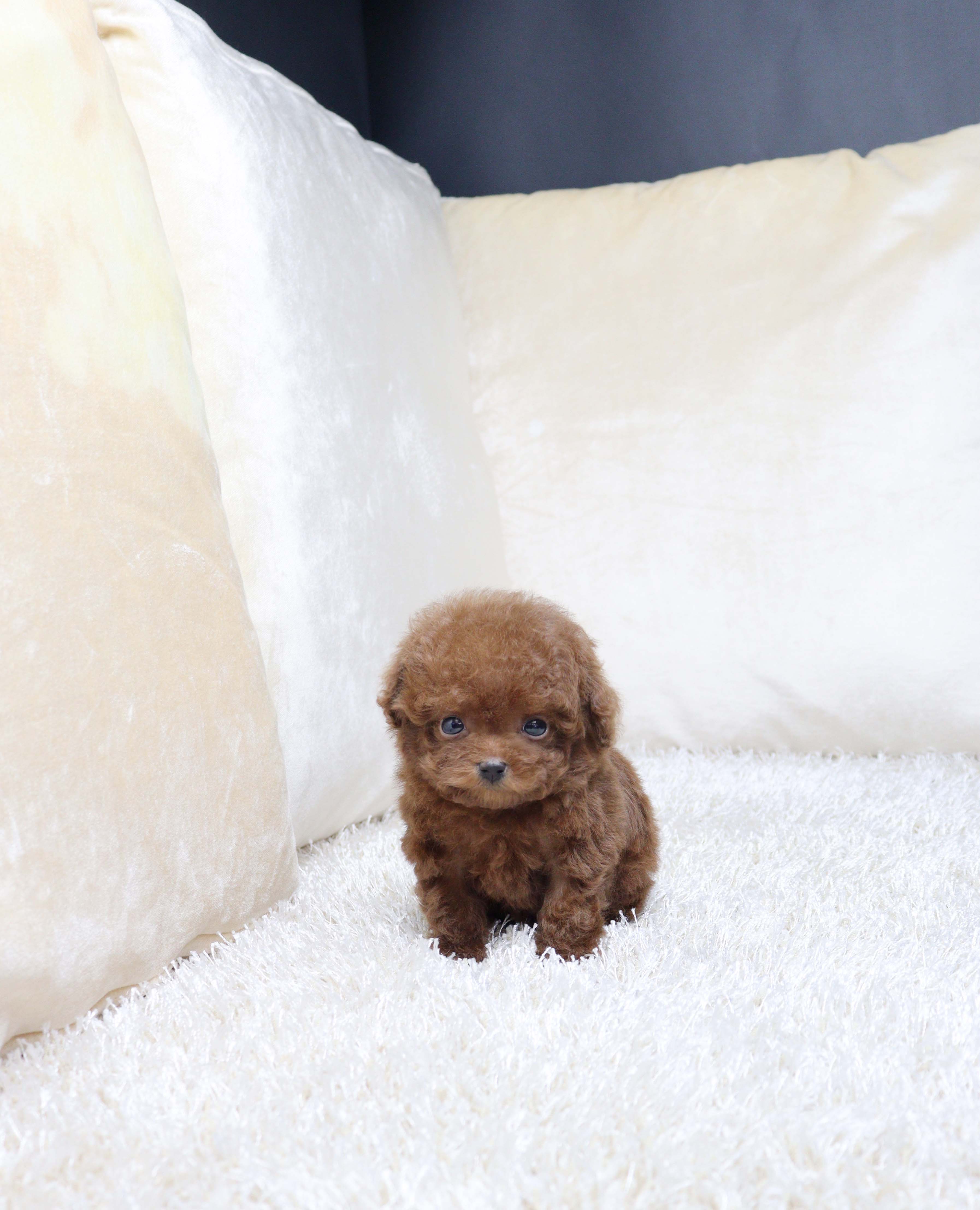 안산강아지분양 푸들 또왕