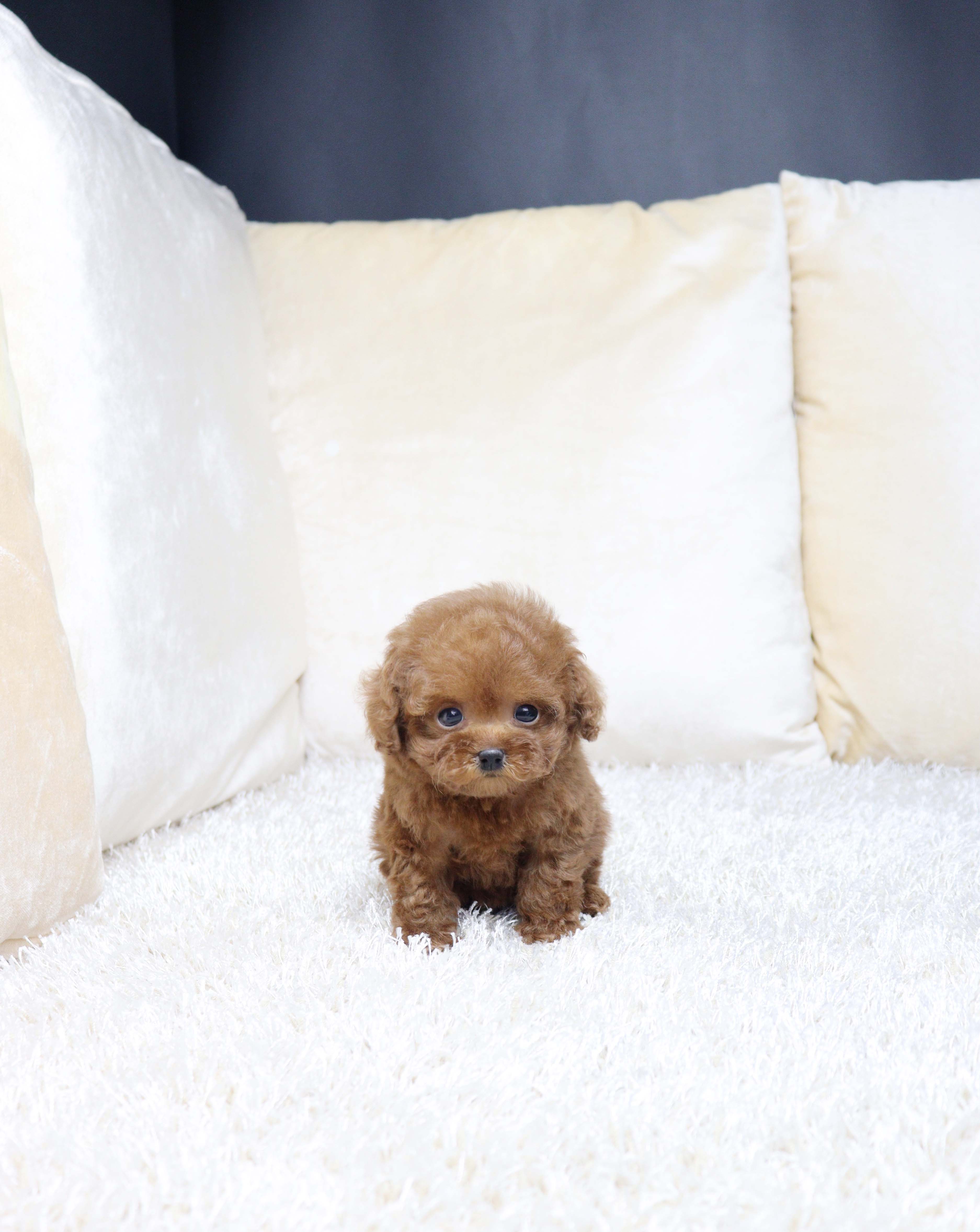 안산강아지분양 푸들 또공