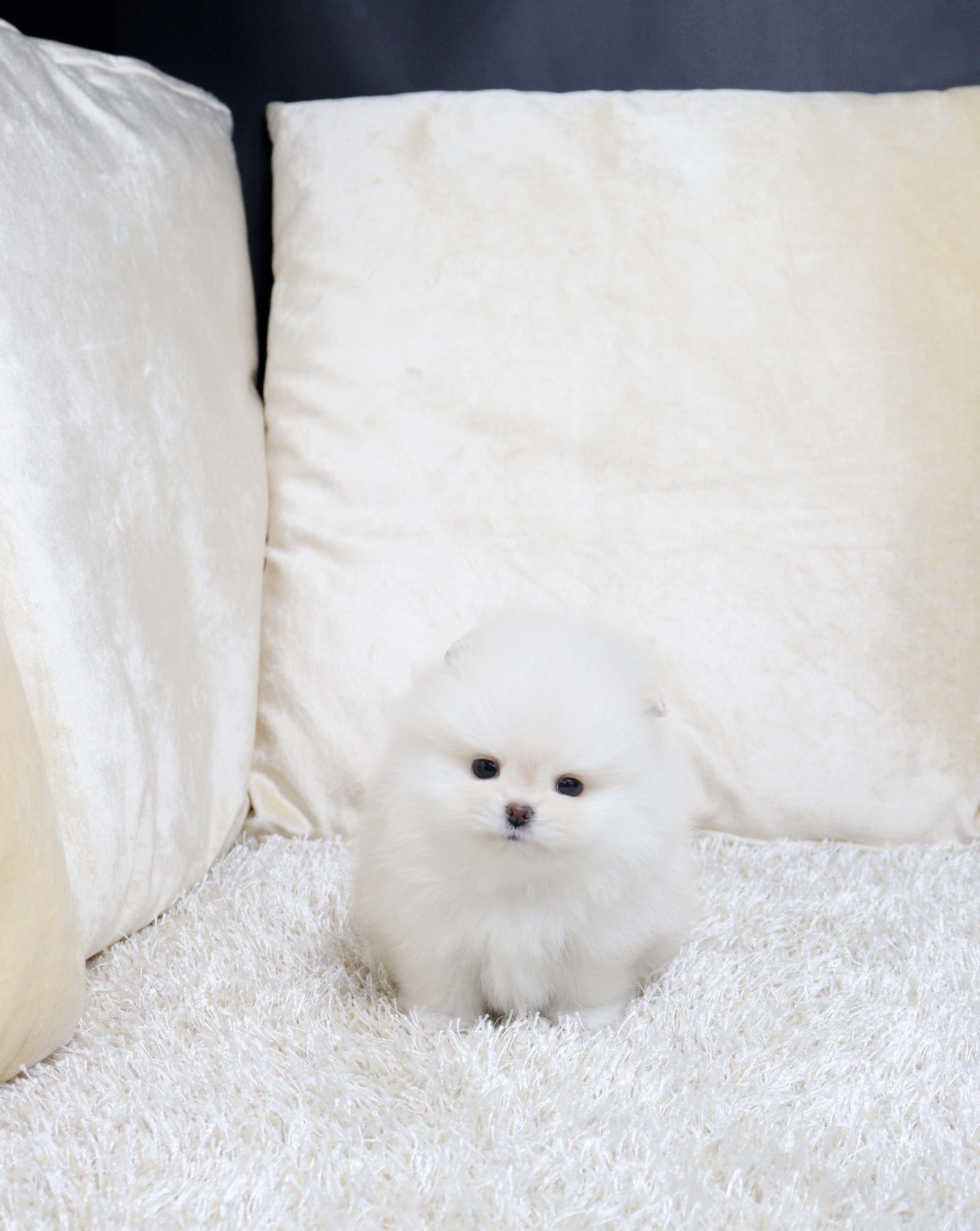 안산강아지분양 포메라니안 꼬량