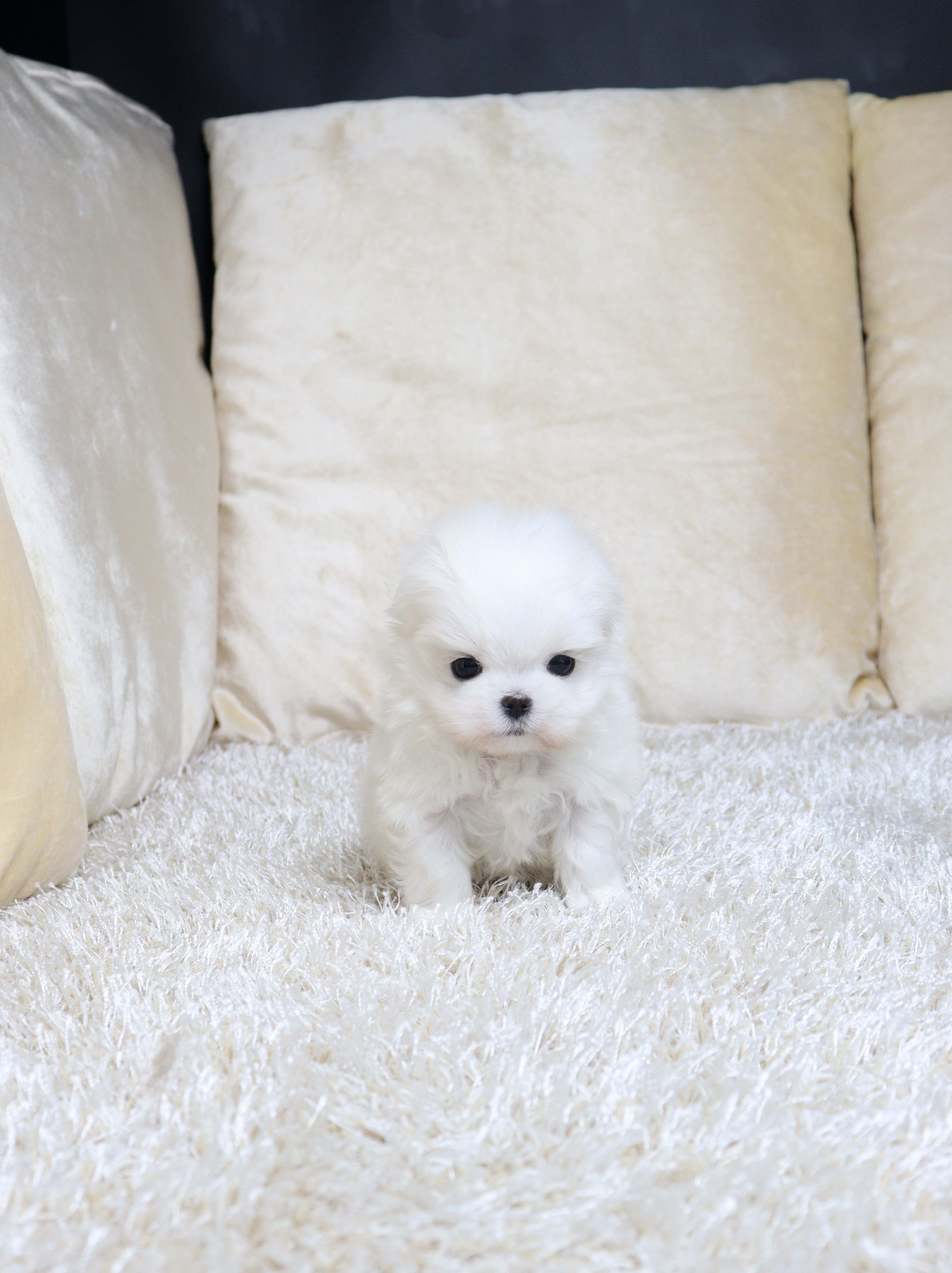 안산강아지분양 말티즈 후랑