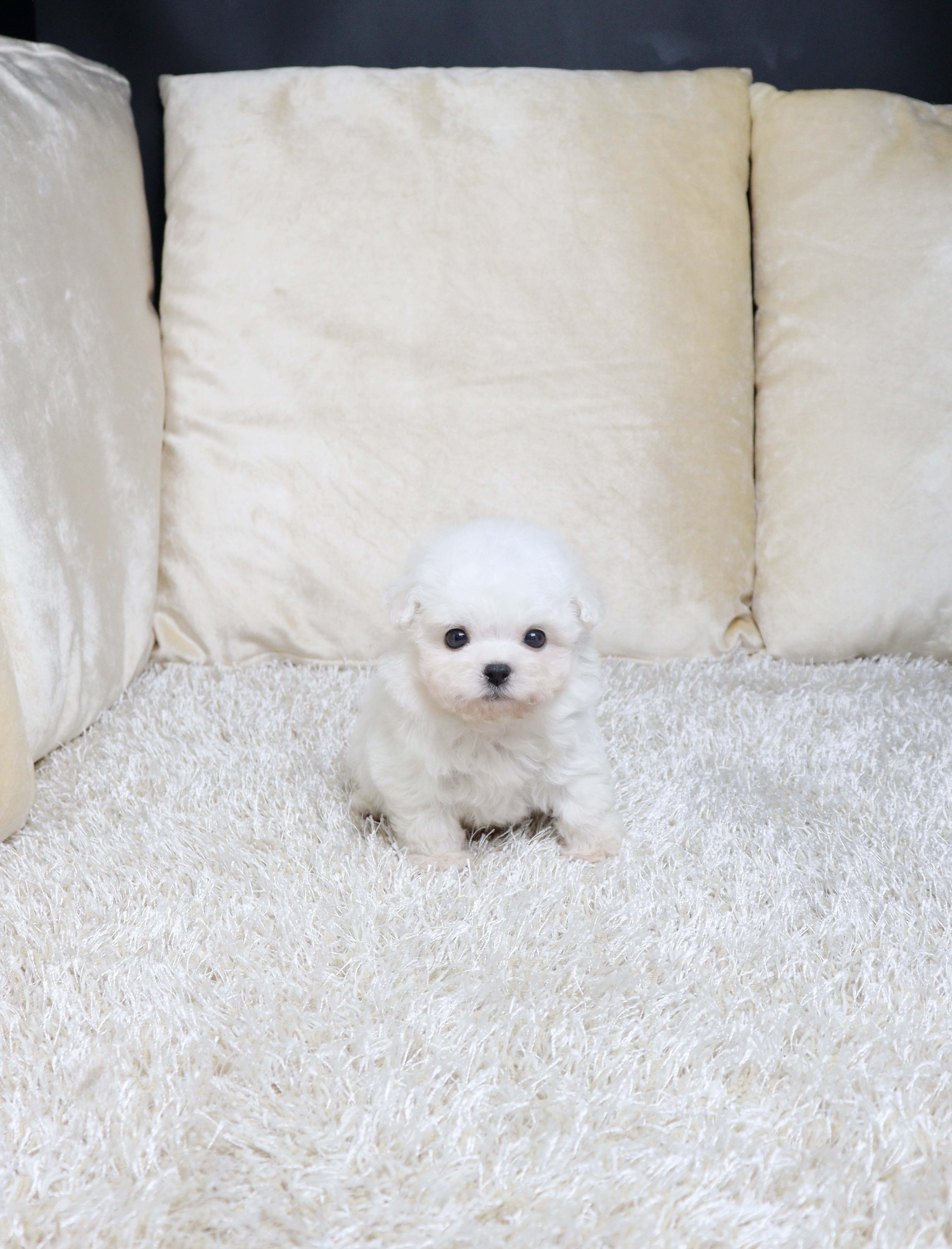 안산강아지분양 비숑프리제 버꿀