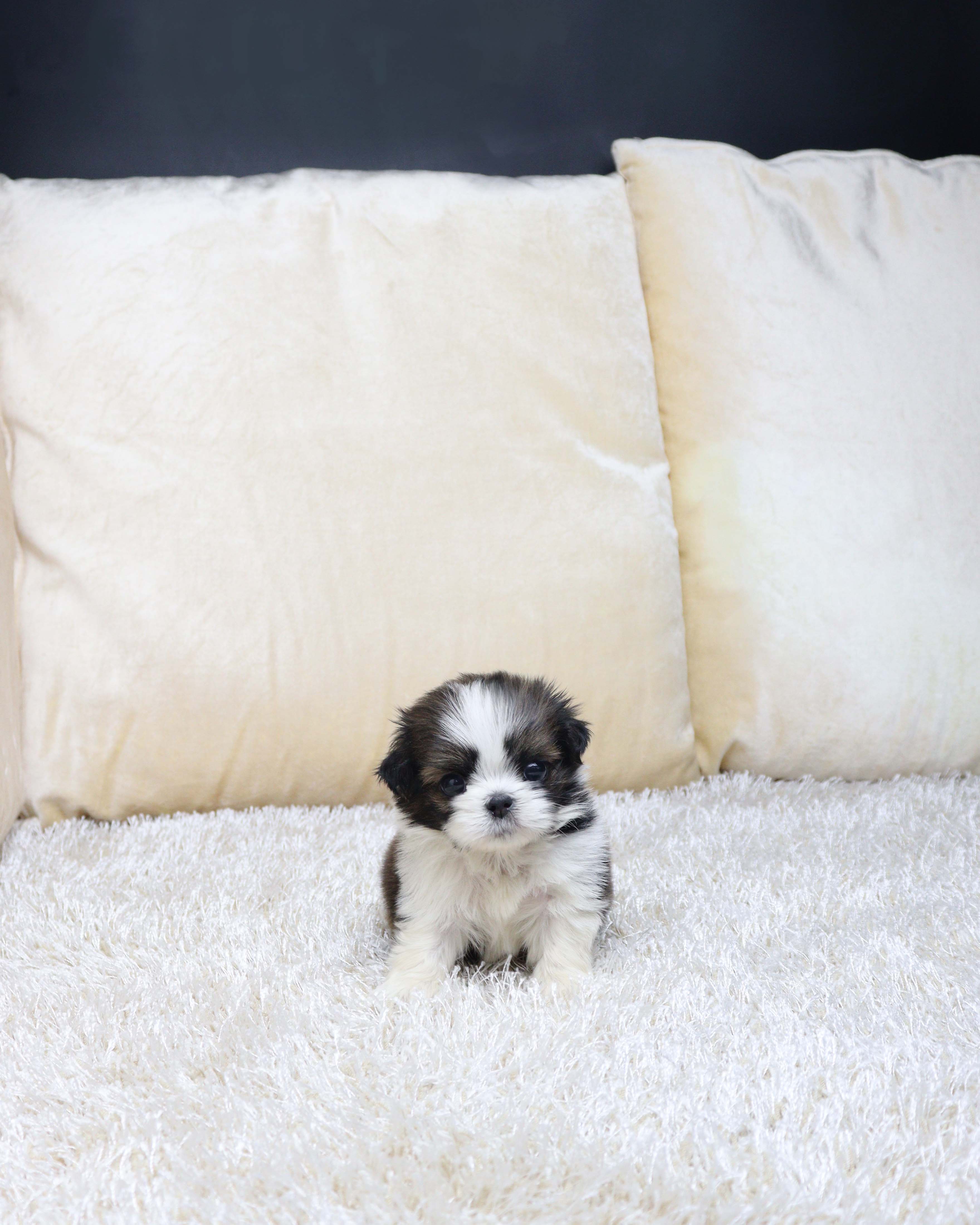 안산강아지분양 시추 말롱