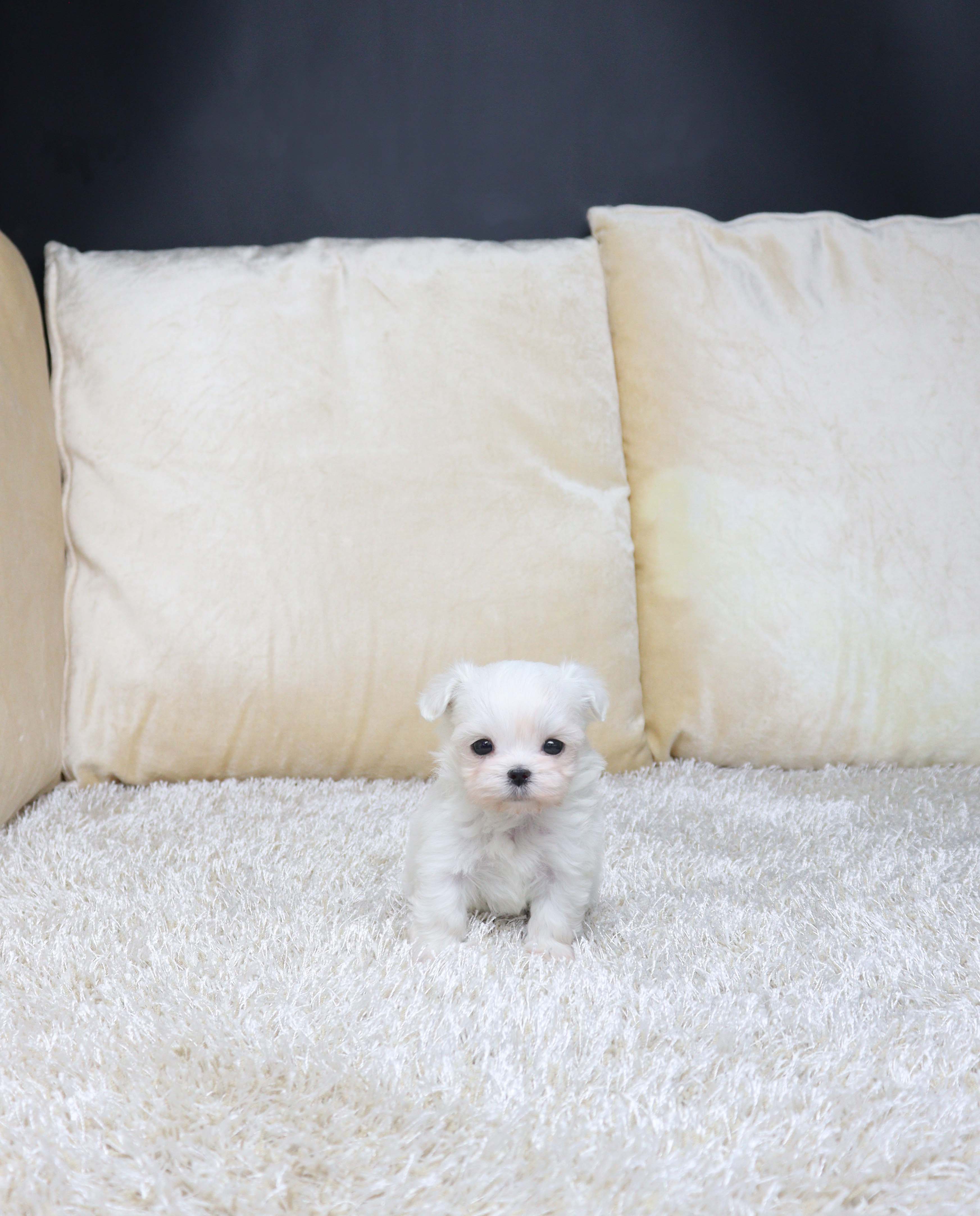 안산강아지분양 말티즈 츄아