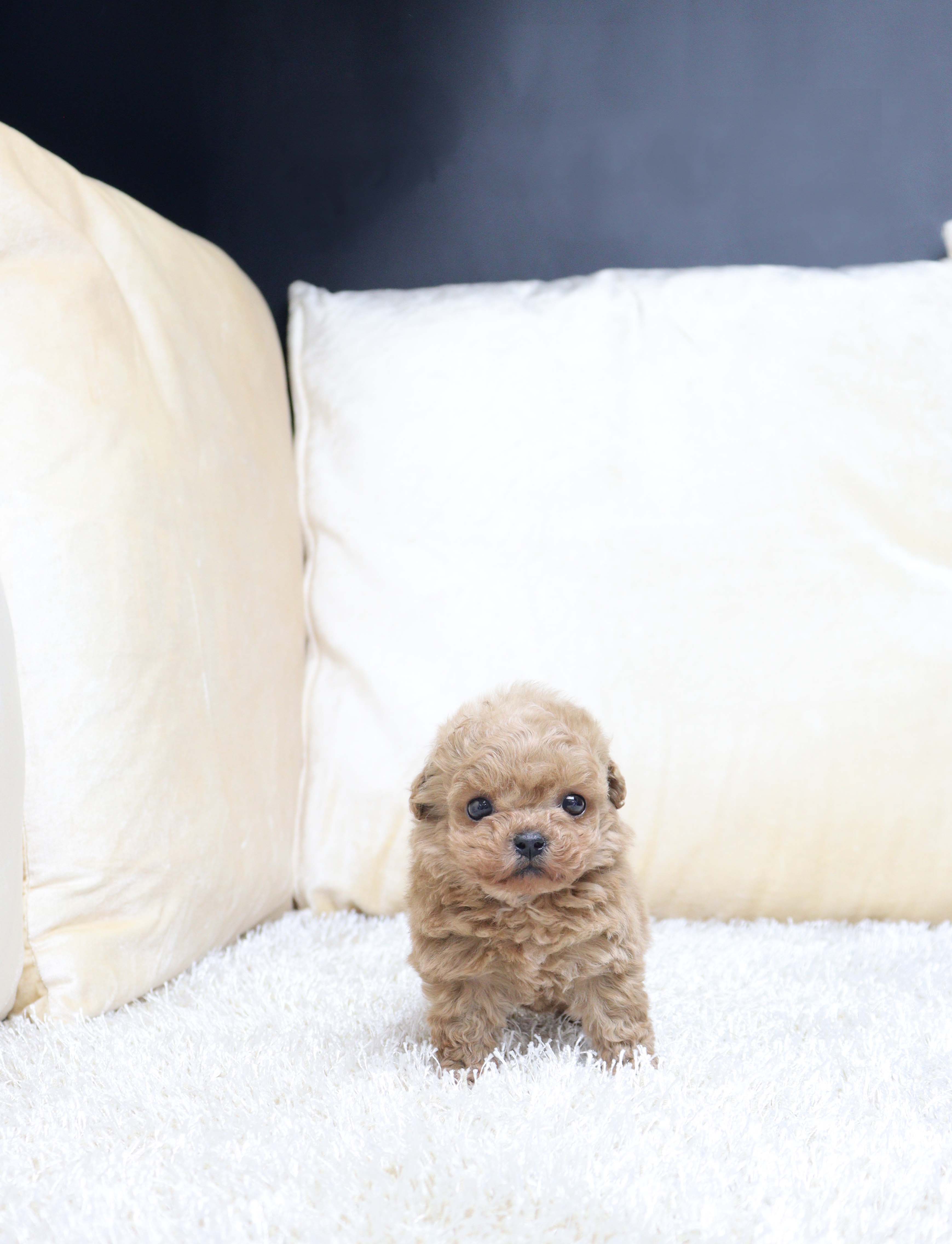 안산강아지분양 말티푸 땡귤