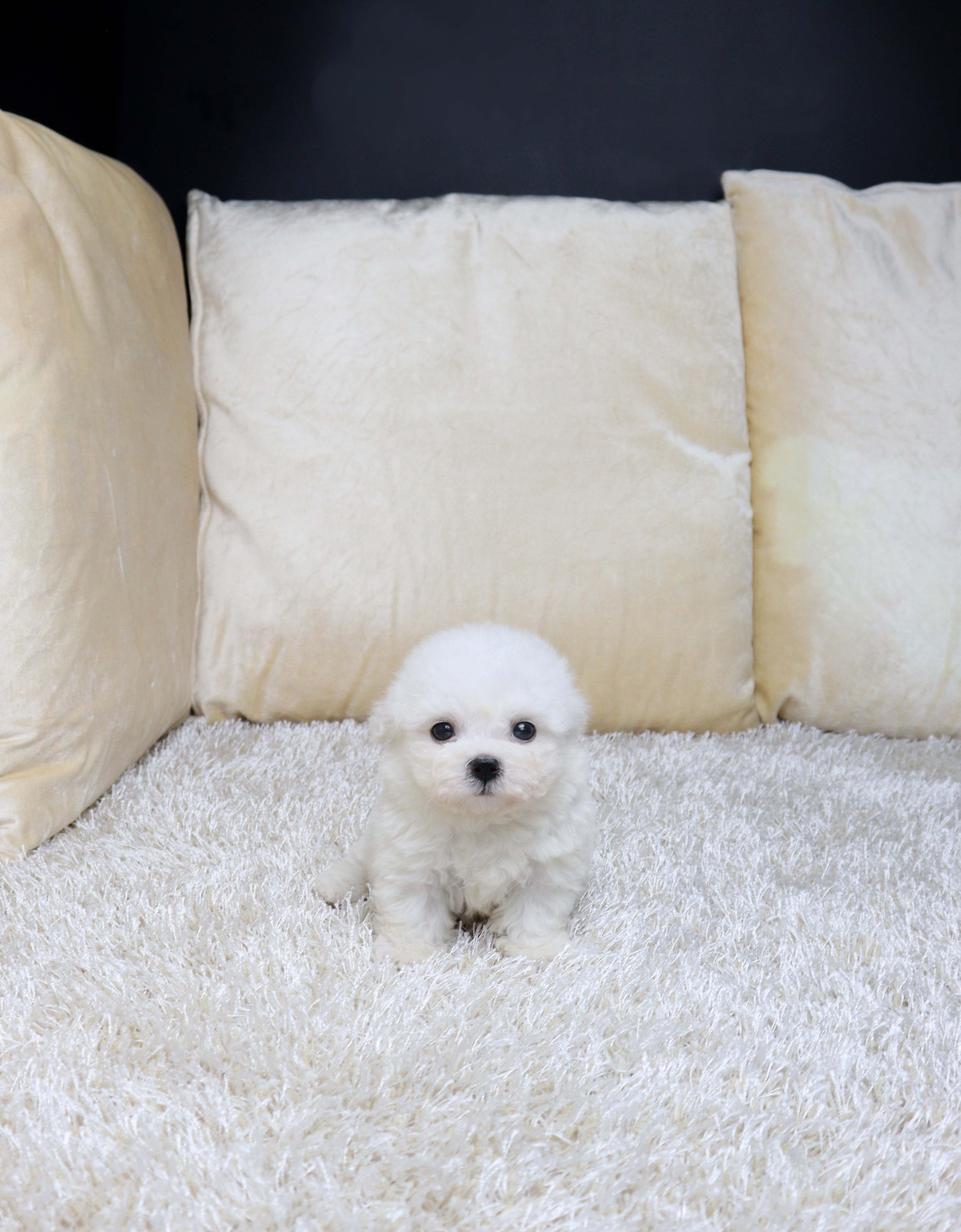 안산강아지분양 비숑프리제 깨쥰