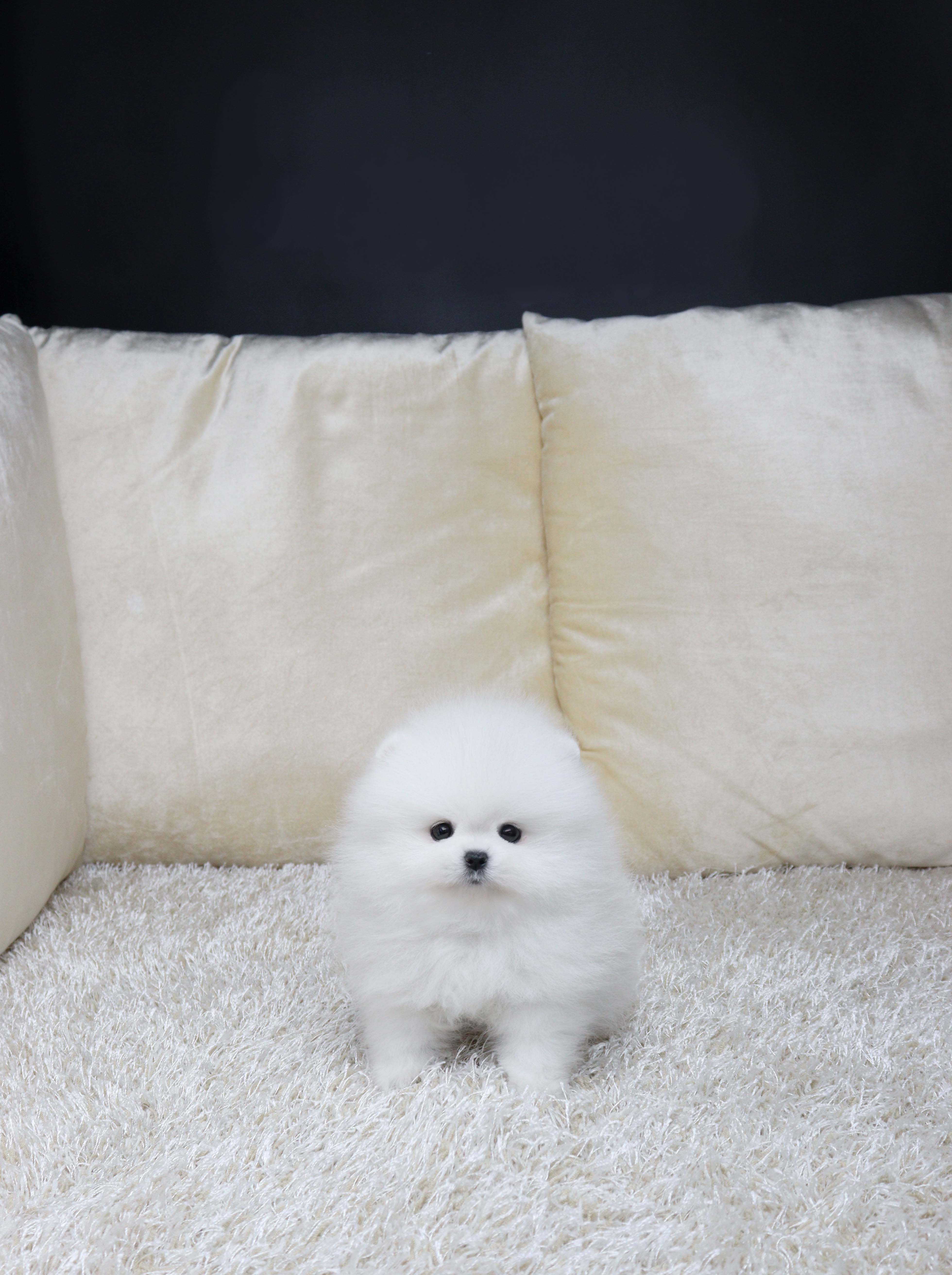 안산강아지분양 포메라니안 아몽