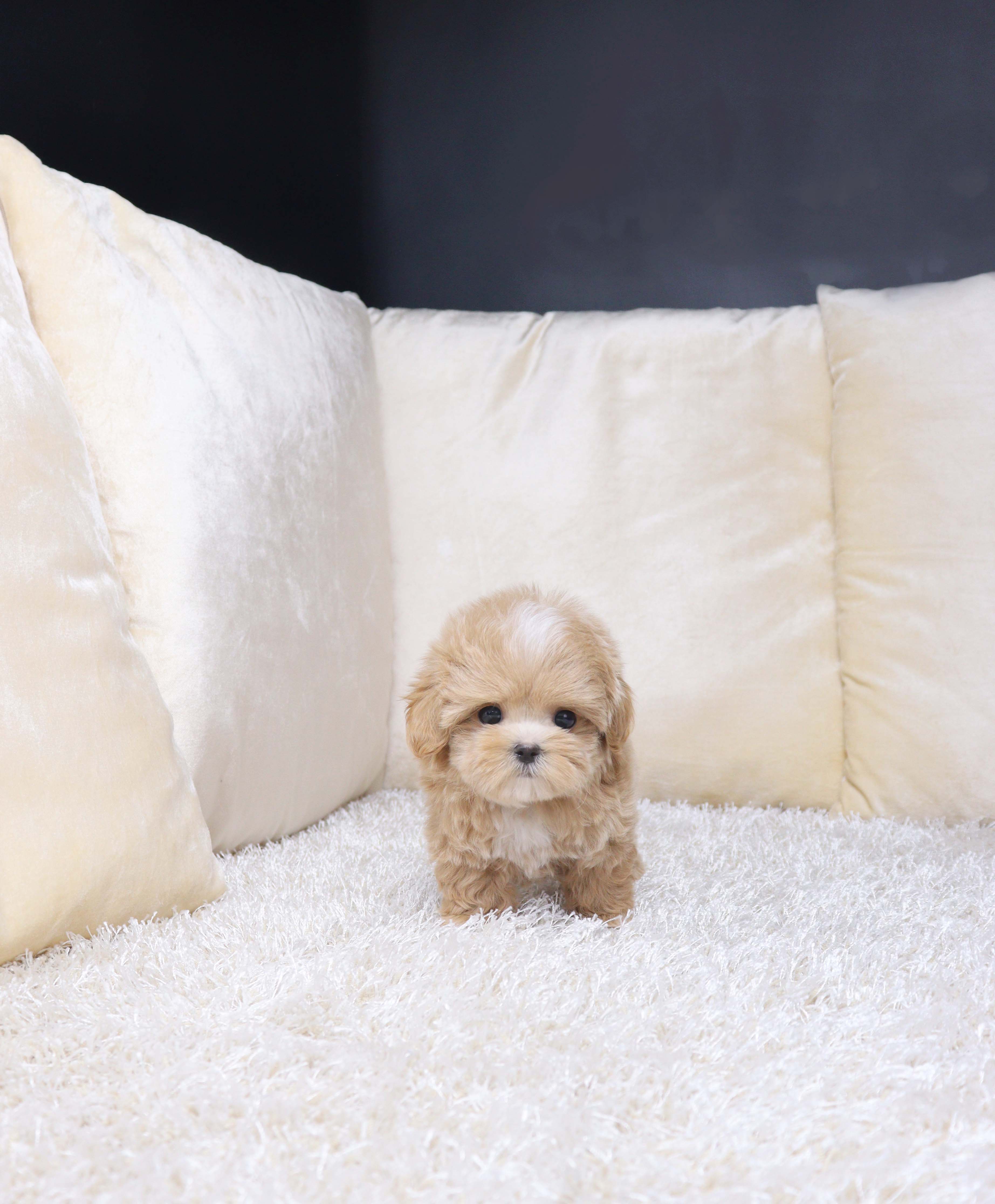 안산강아지분양 말티푸 동땅