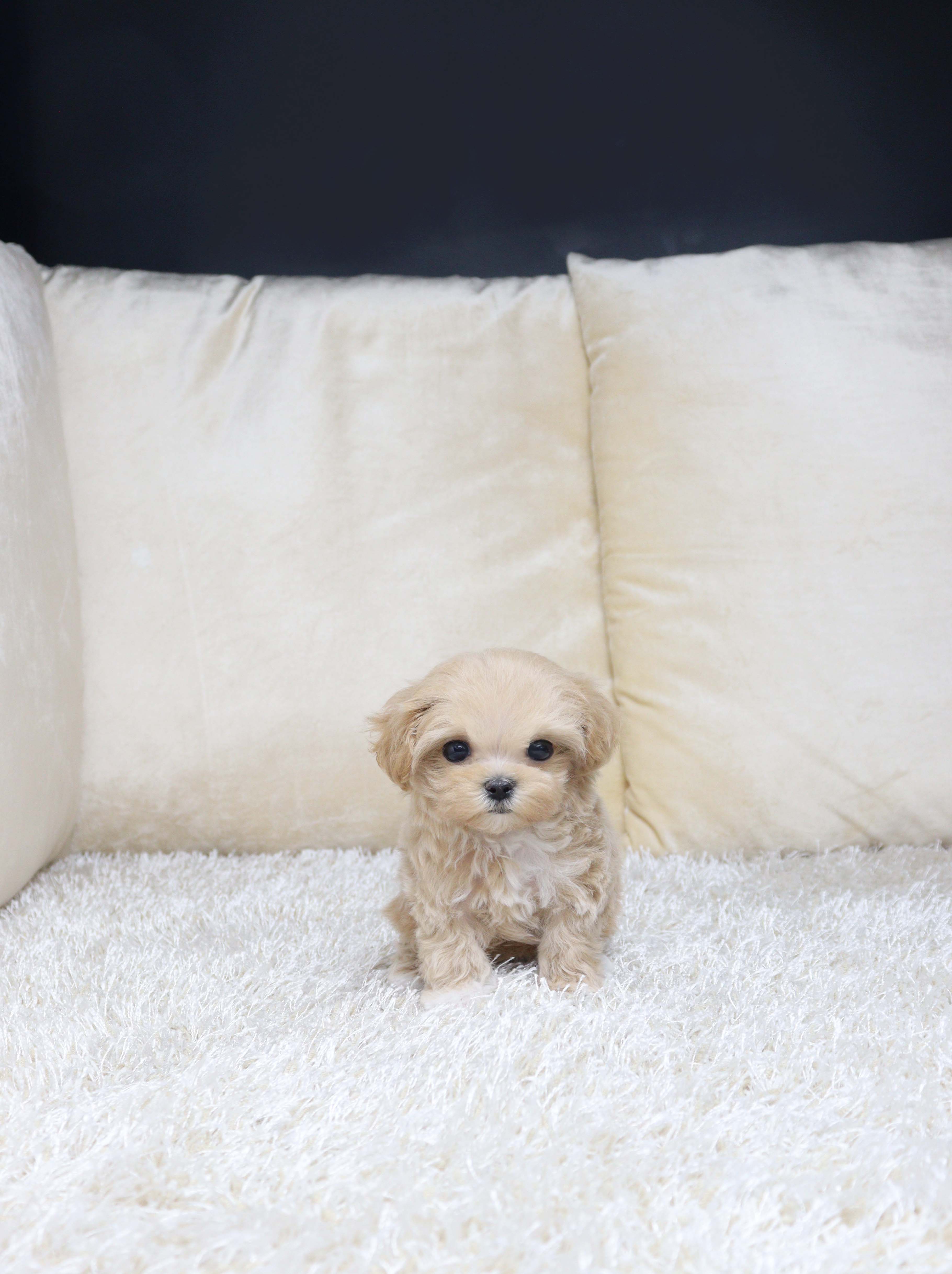 안산강아지분양 말티푸 유디