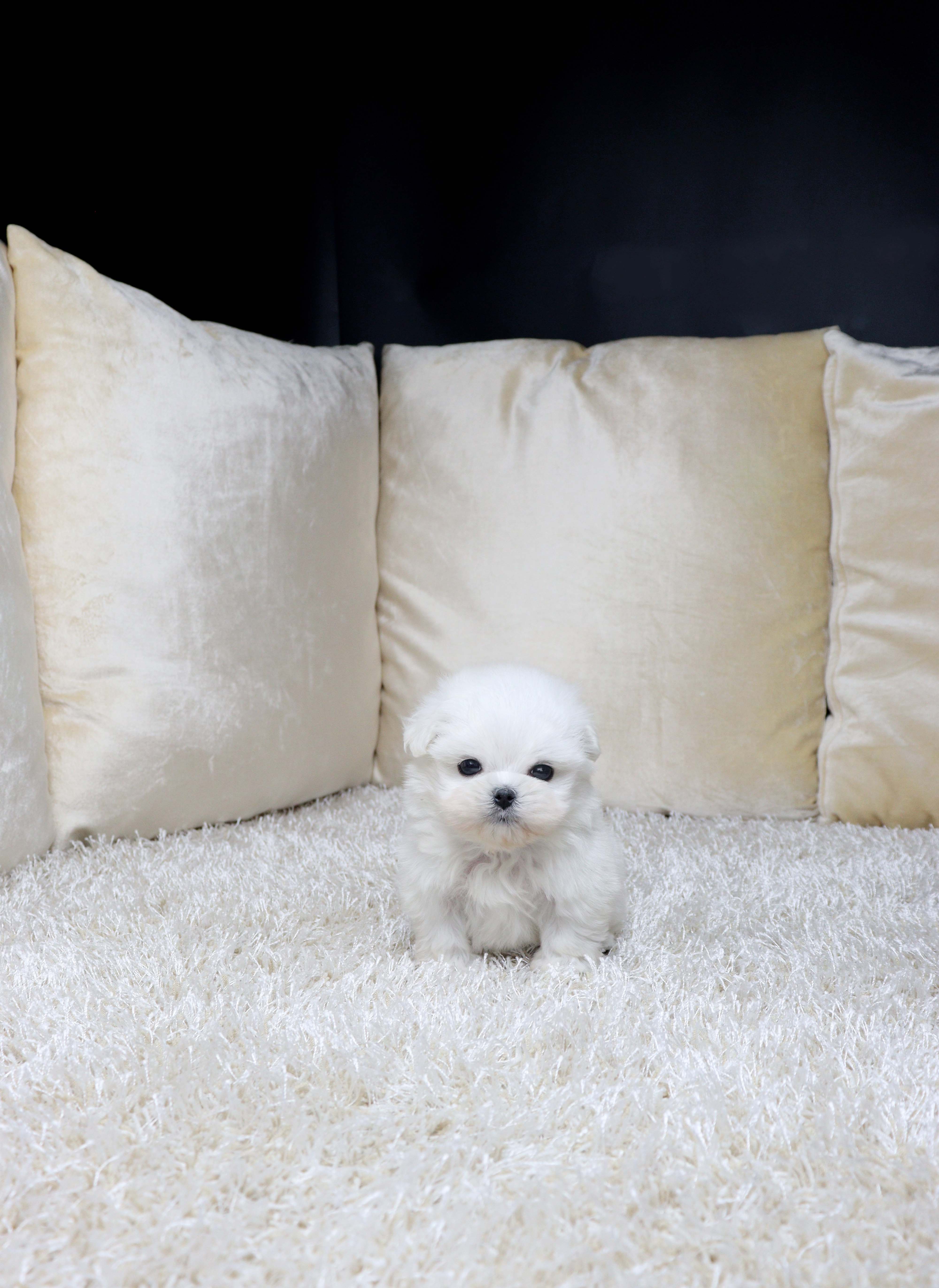 안산강아지분양 말티즈 웨버