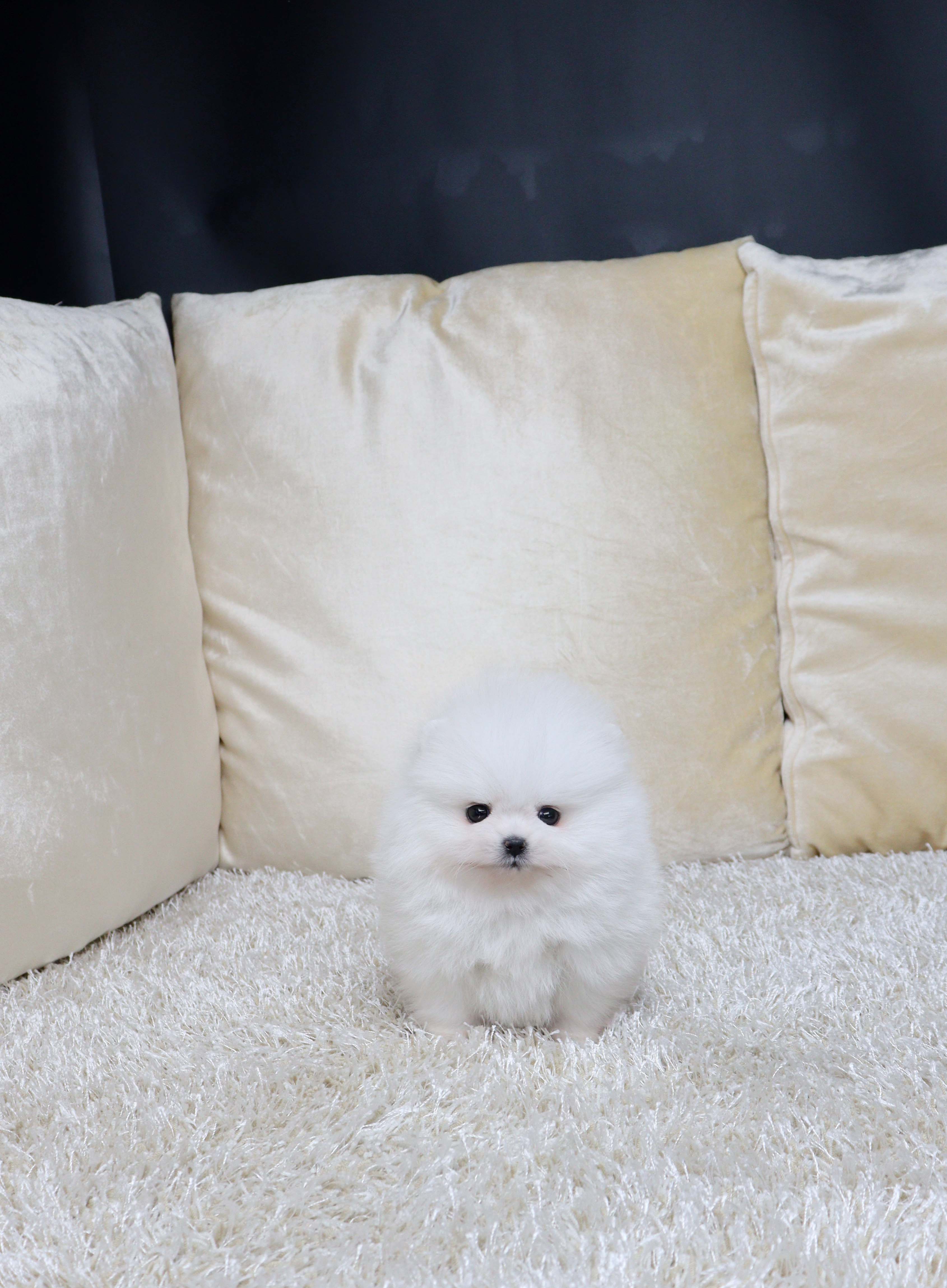 안산강아지분양 포메라니안 아랑