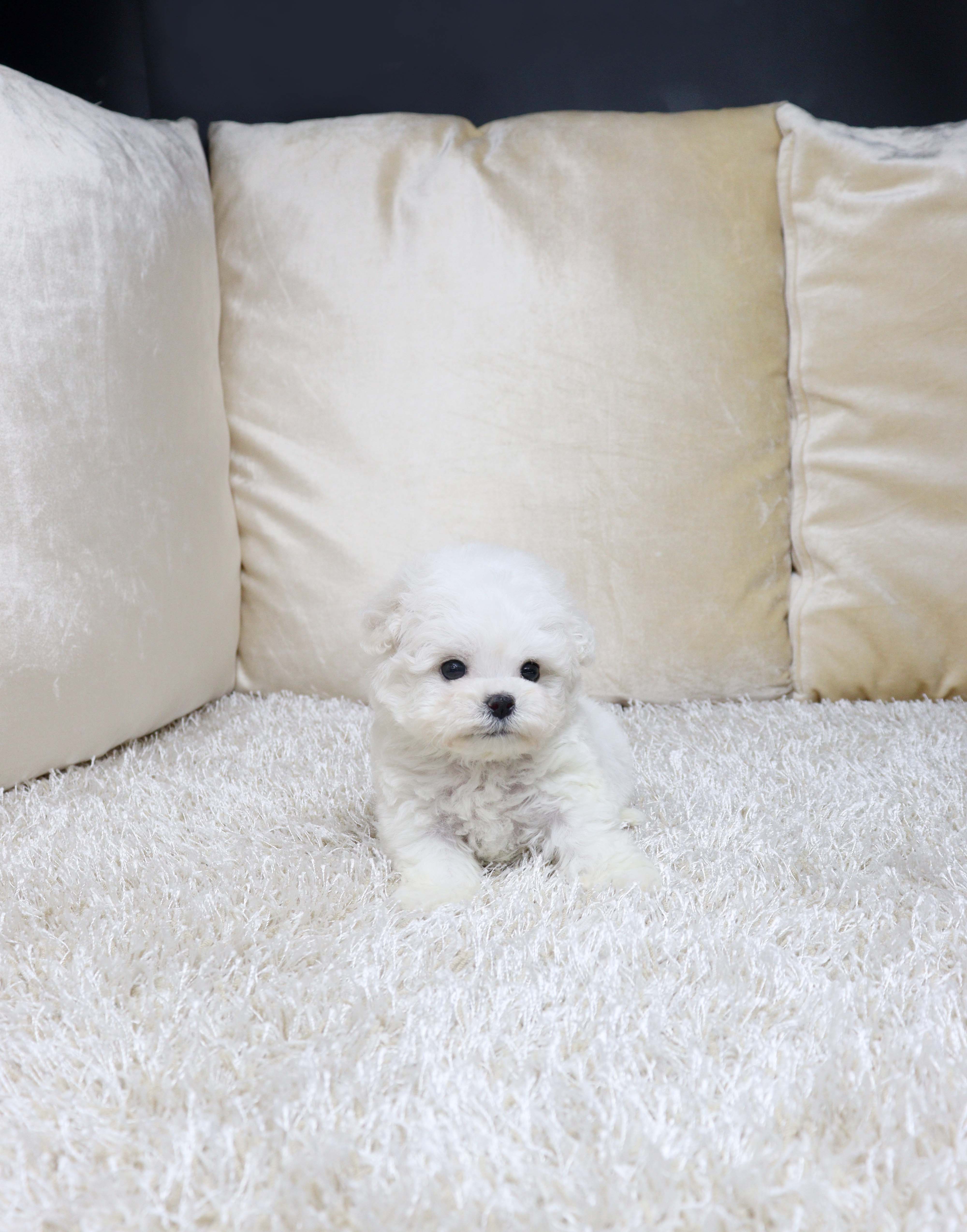 안산강아지분양 비숑프리제 "뽀욤"