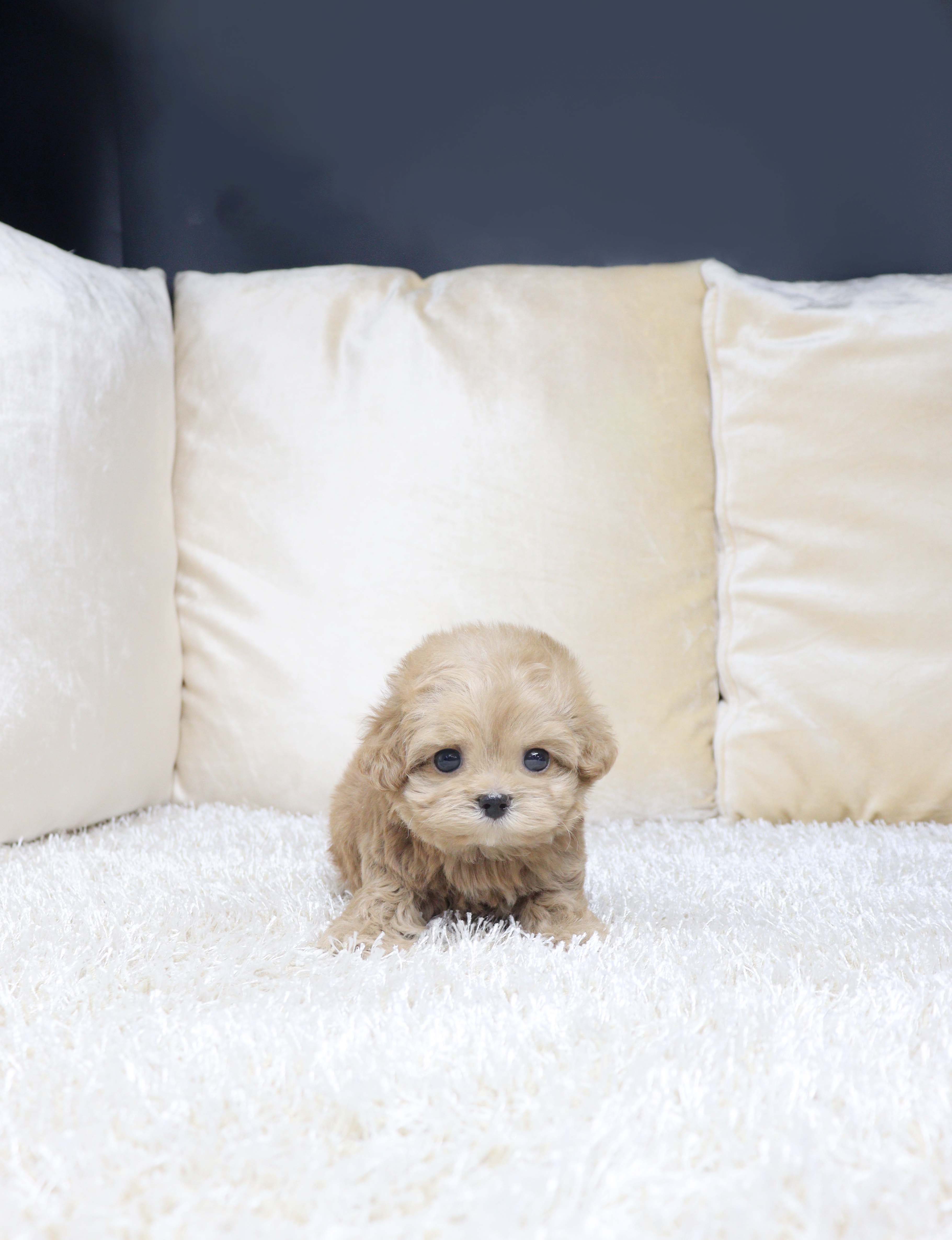 안산강아지분양 말티푸 듀토