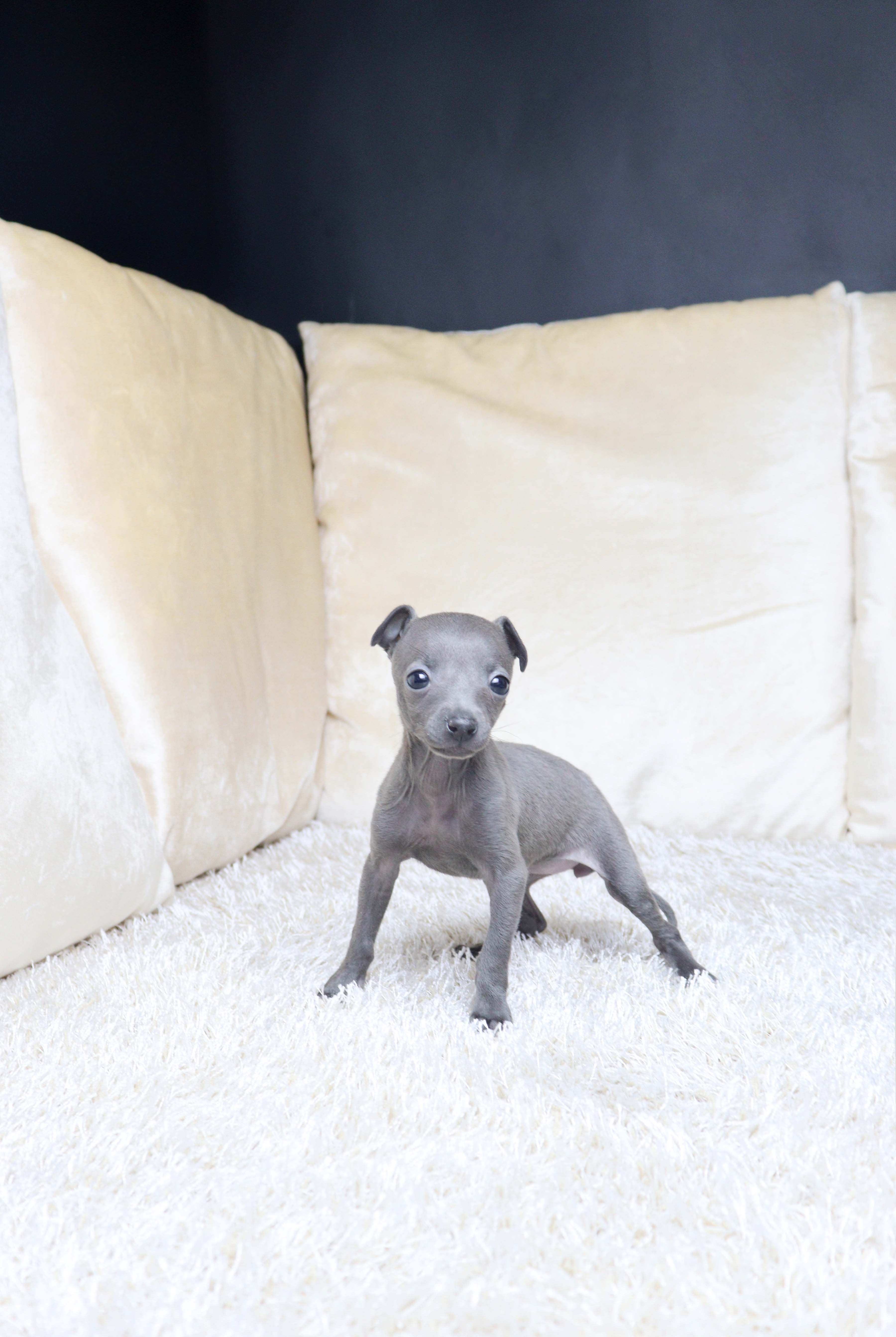 안산강아지분양 이탈리안그레이하운드 흐밍