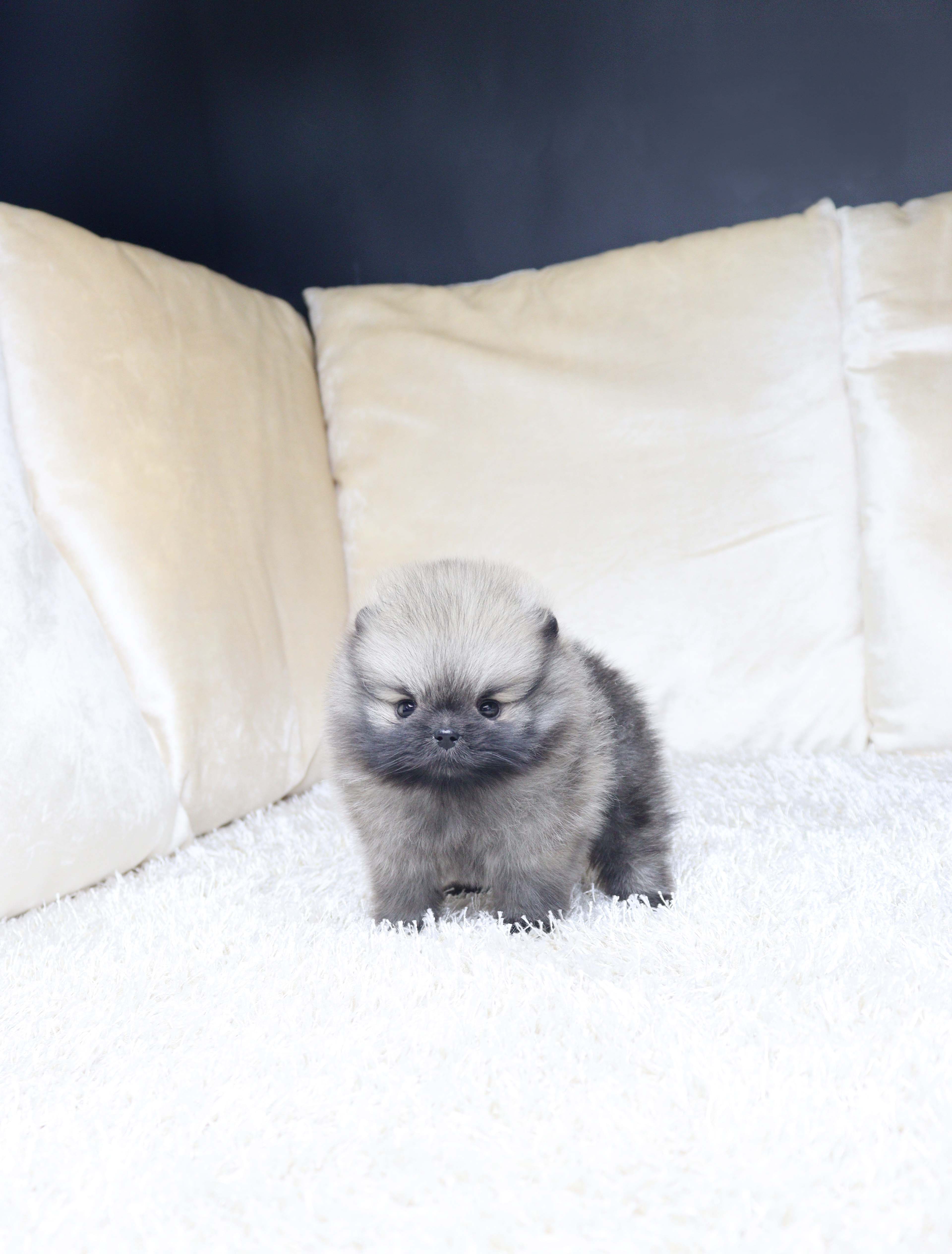 안산강아지분양 포메라니안 멍탄