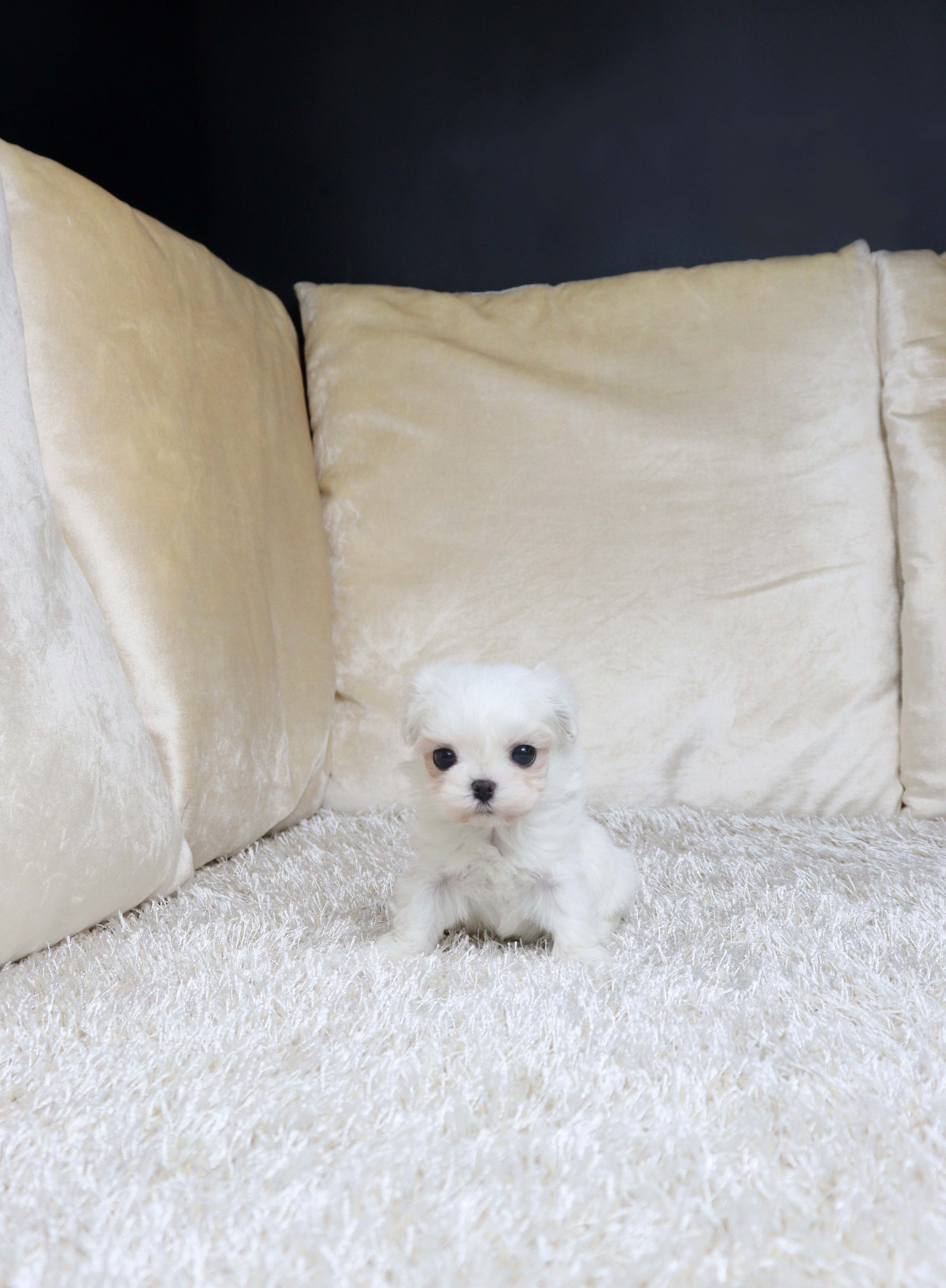 안산강아지분양 말티즈 오솜