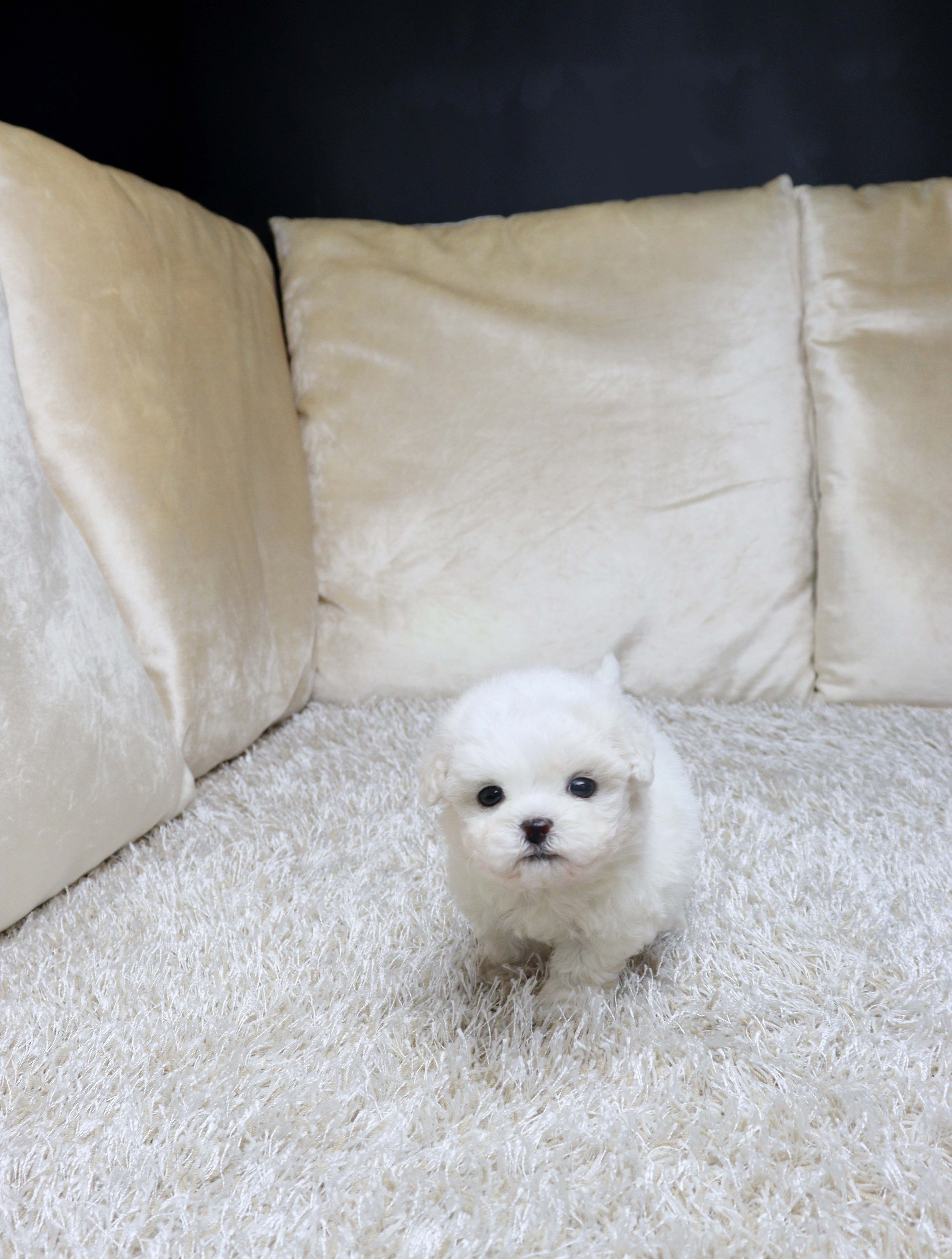 안산강아지분양 비숑프리제 숑똠