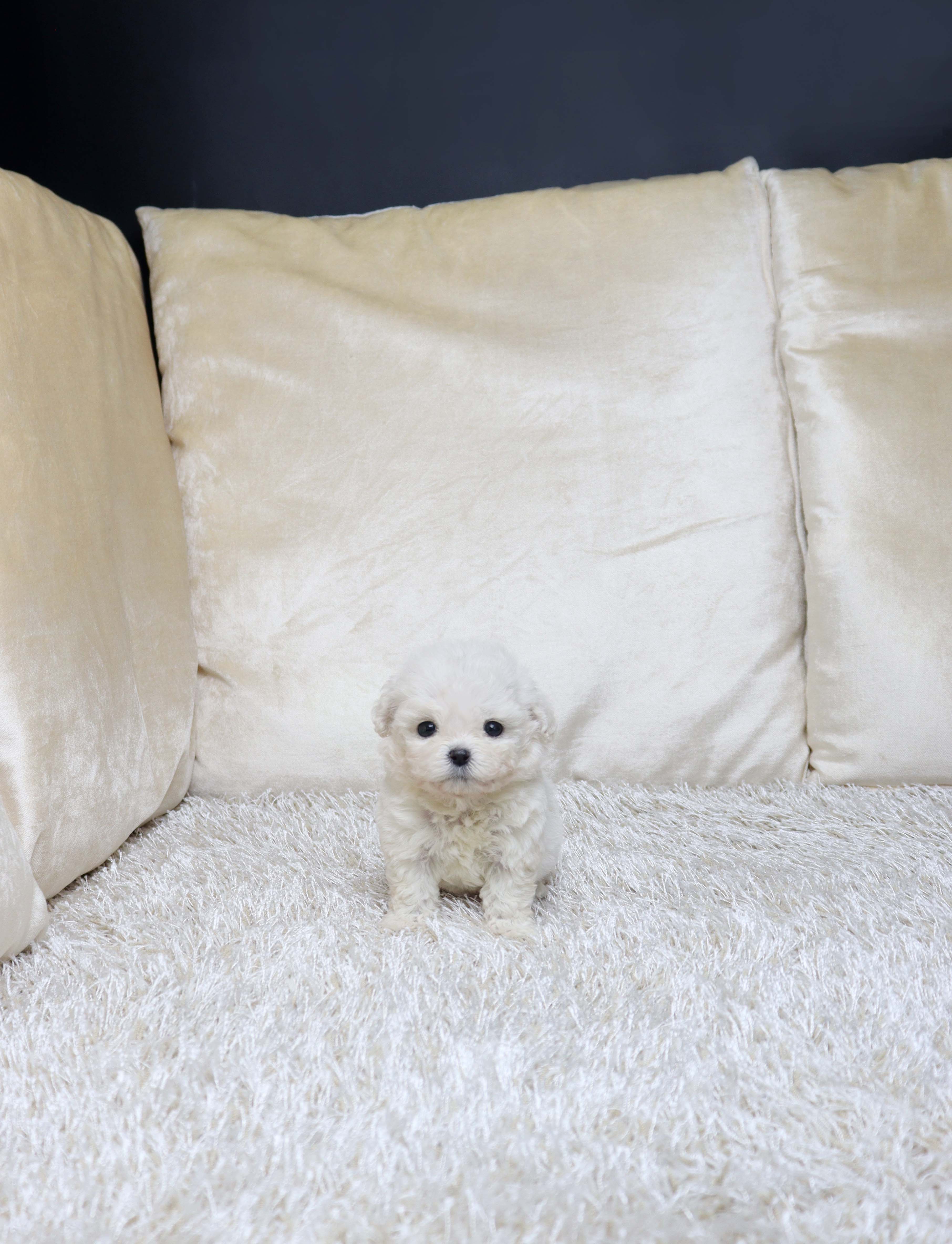 안산강아지분양 비숑프리제 꼬또