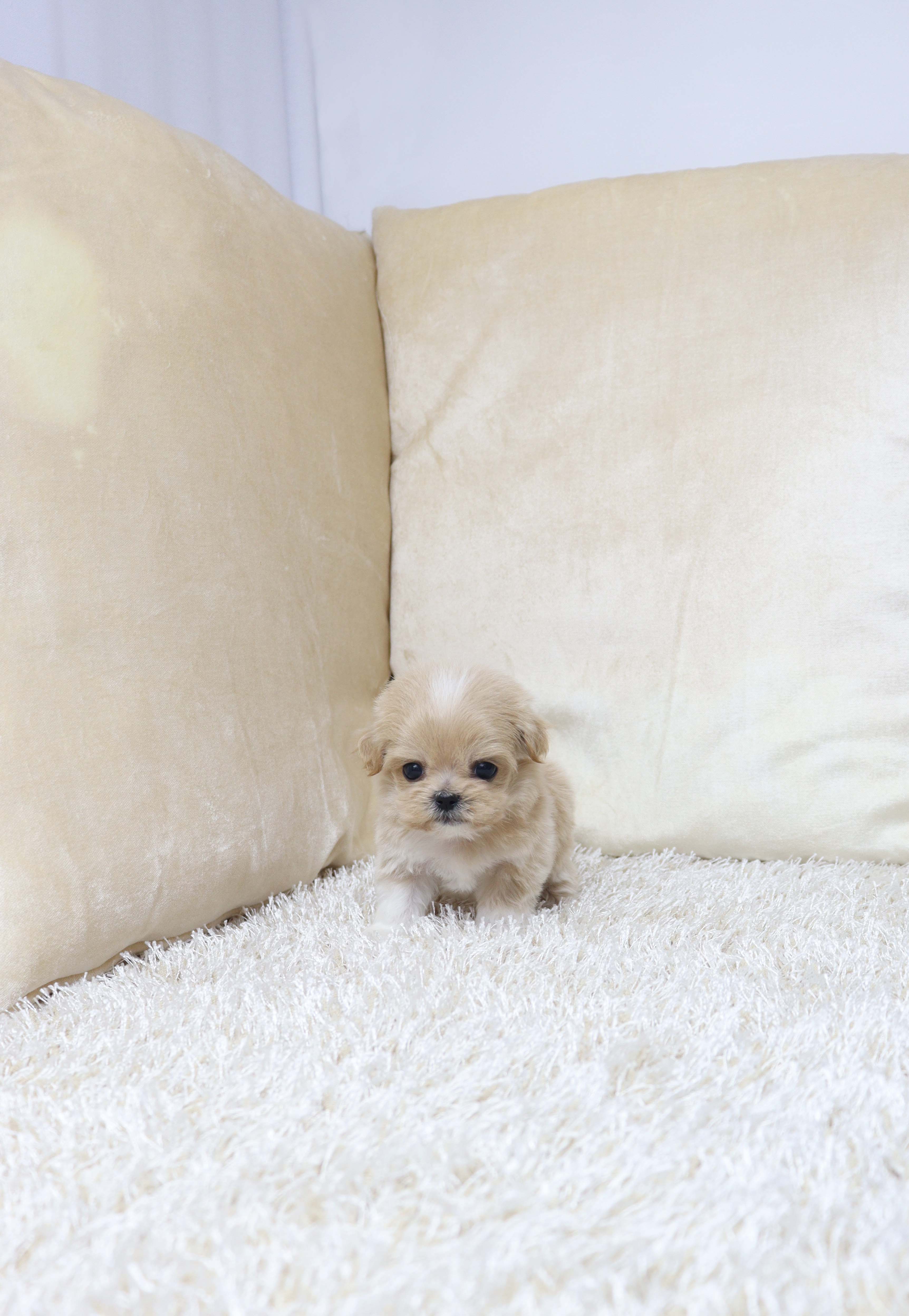 안산애견샵 말티푸 켈리