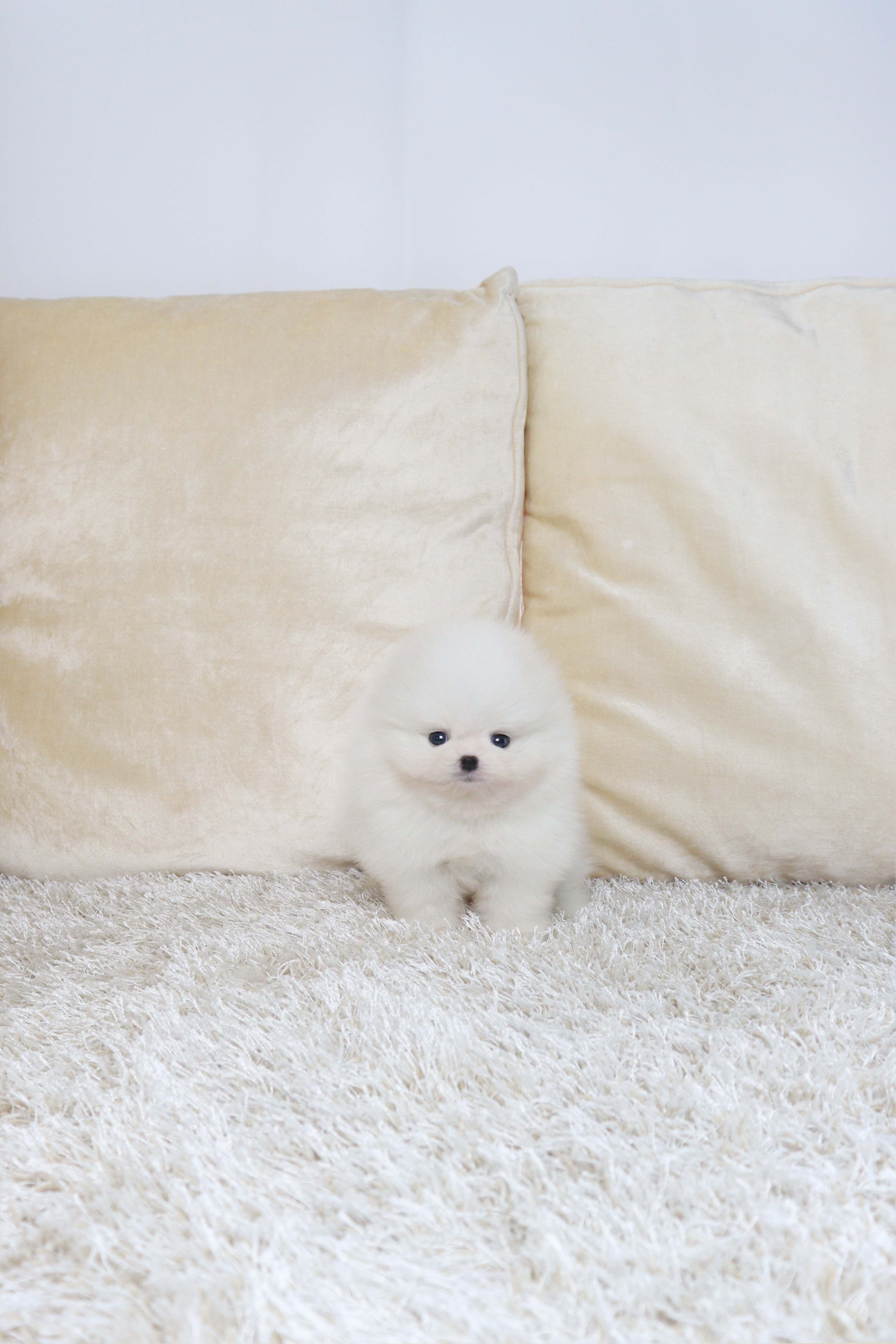안산애견샵 까루