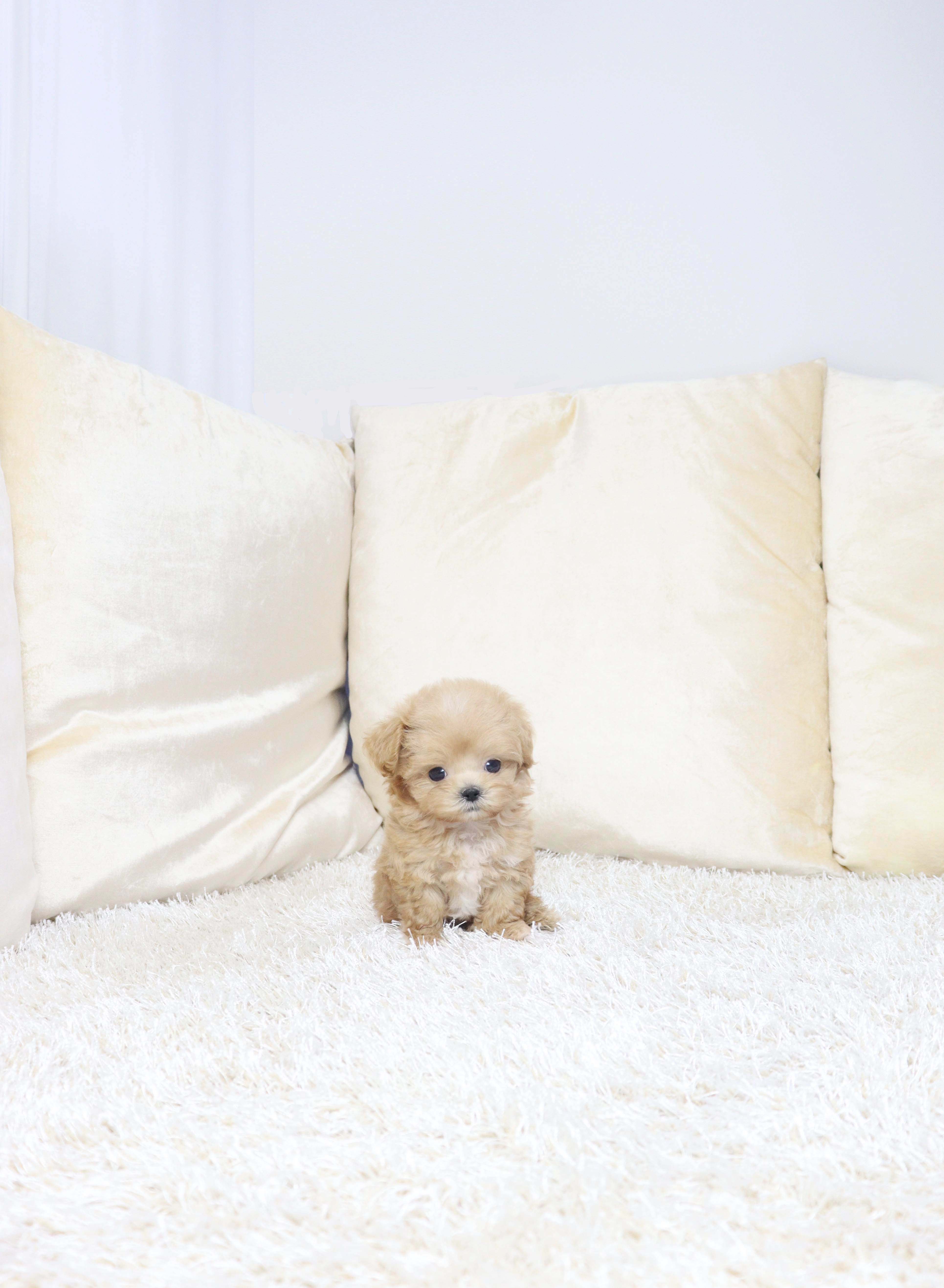 안산강아지분양 베르