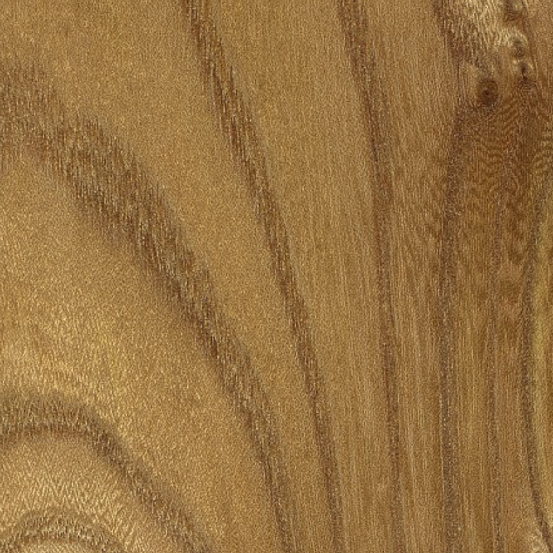 Elm (finished) wood sample
