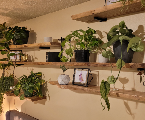 Siberian Elm Live Edge Shelving. Gallery wall with Plants