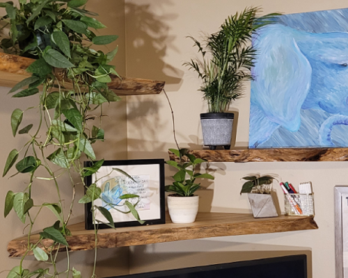 Siberian elm live edge shelving in a corner wall with plants sitting atop.