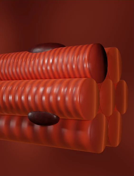 Understanding the Anatomy of Muscles: A Comprehensive Guide