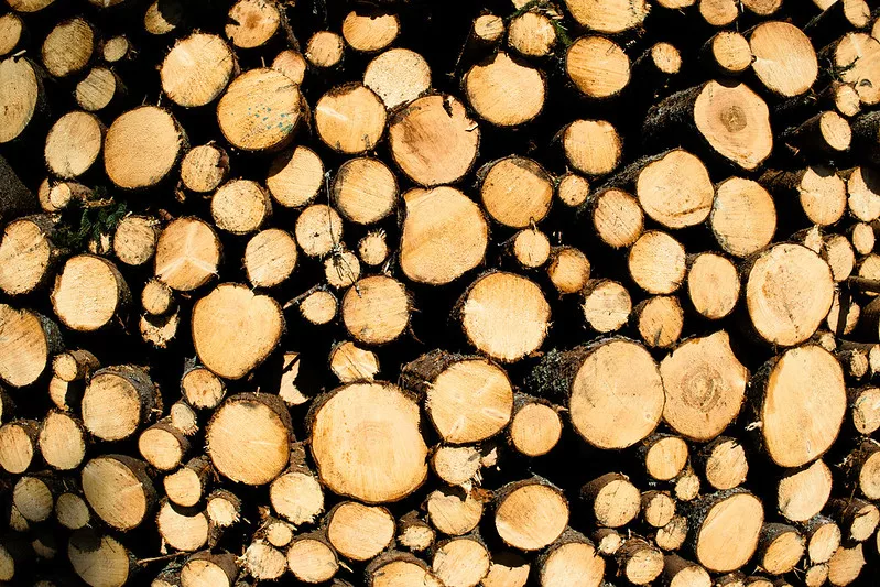 A woman works on a laptop while children play around her