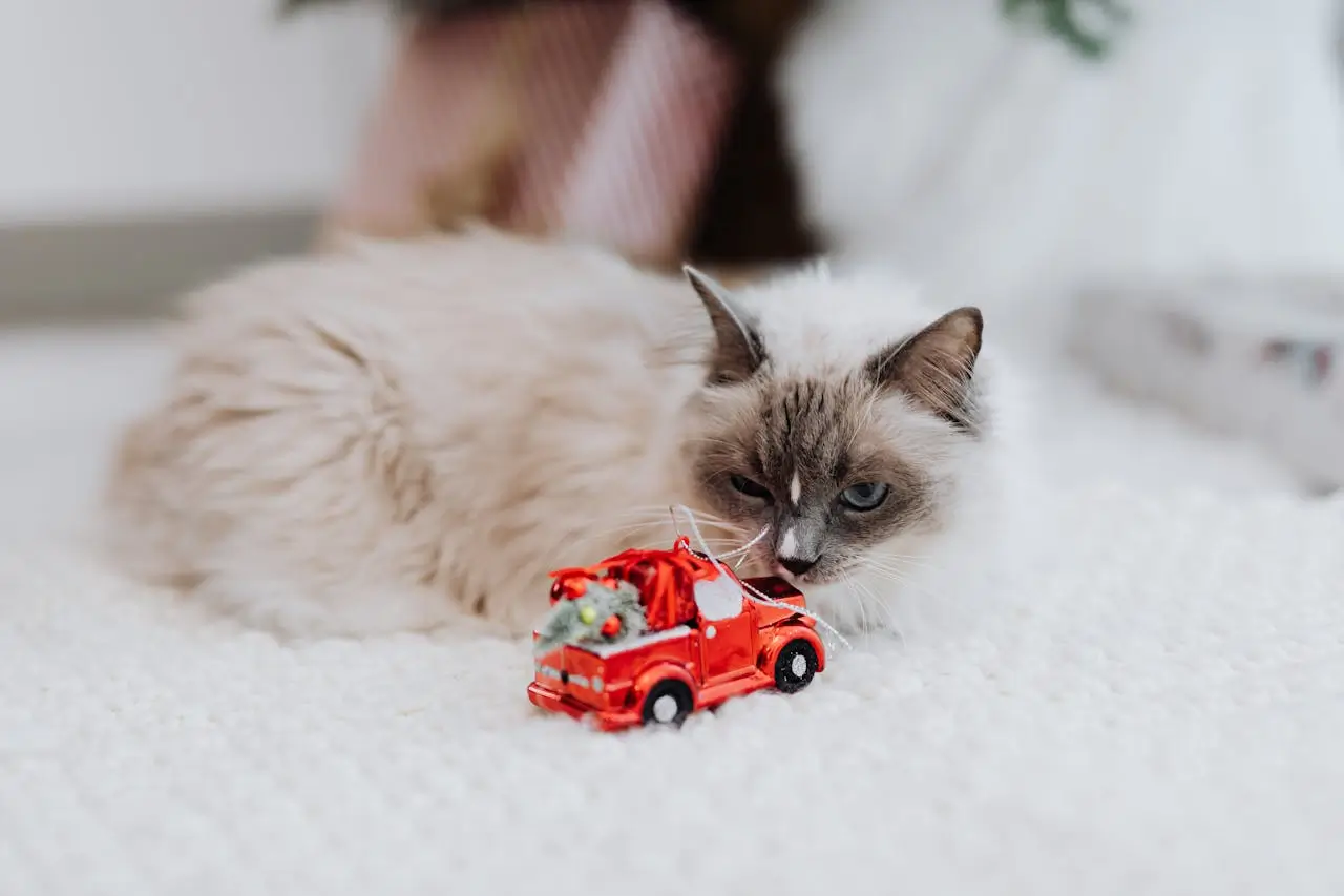 Ini Dia Harga Kucing Himalaya & Biaya Punya Kucing yang Sering Diremehkan!