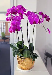 Orchids in a gold flower pot, a classic Chinese style choice