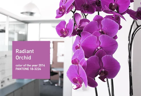 Color of year 2014 in WILDDESGIN office