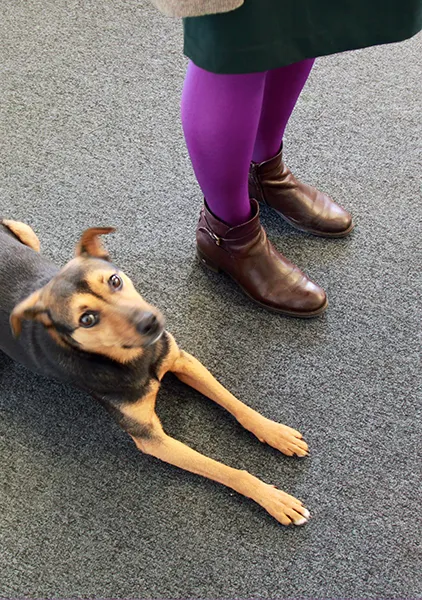 daily fashion in a radiant orchid color