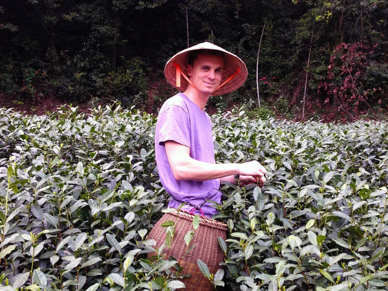 teafarmbig