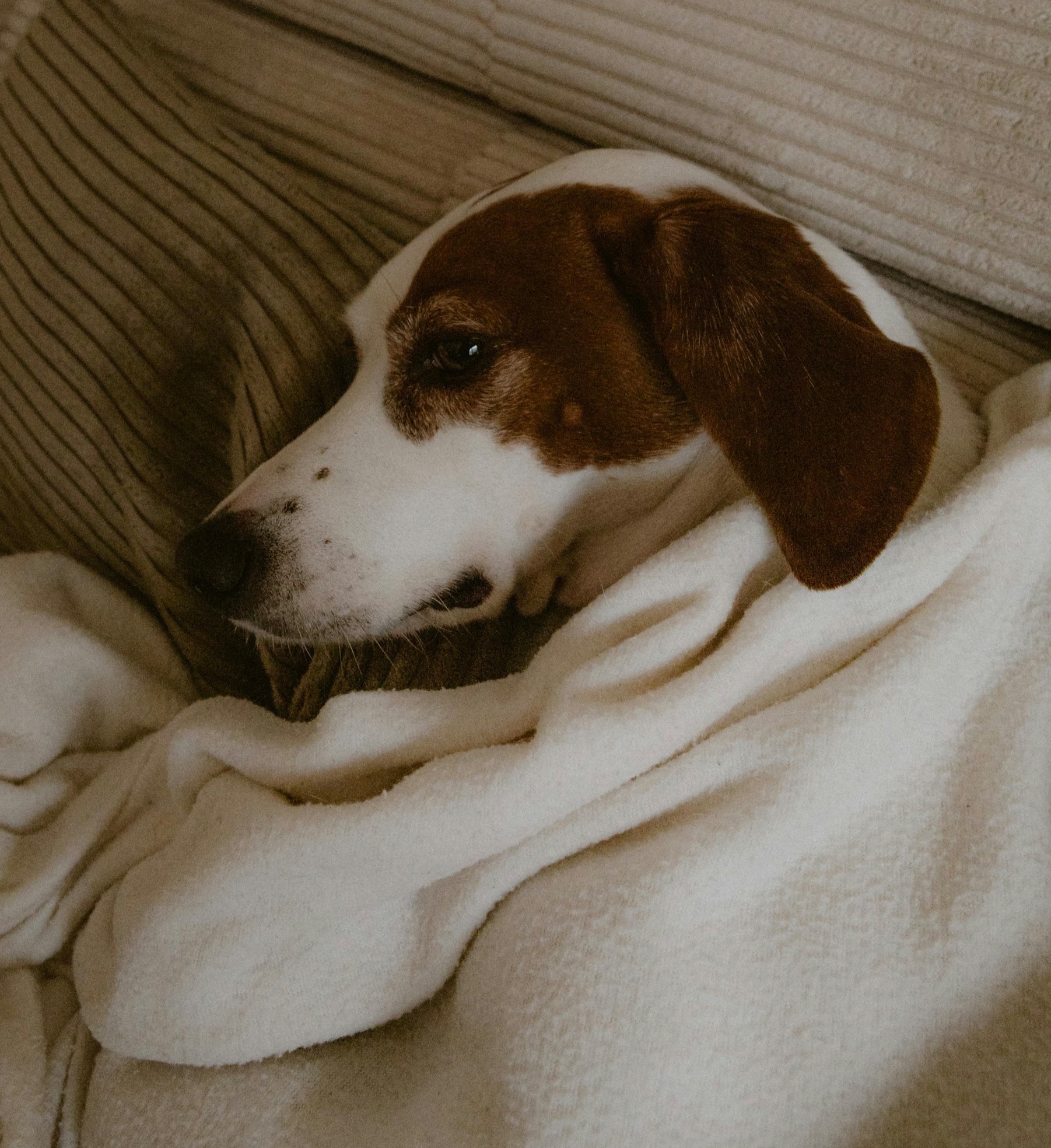 Un grand chien dans un plaid blanc moelleux sur le canapé, l’air de dire qu’il n’a absolument aucune intention de bouger de là.